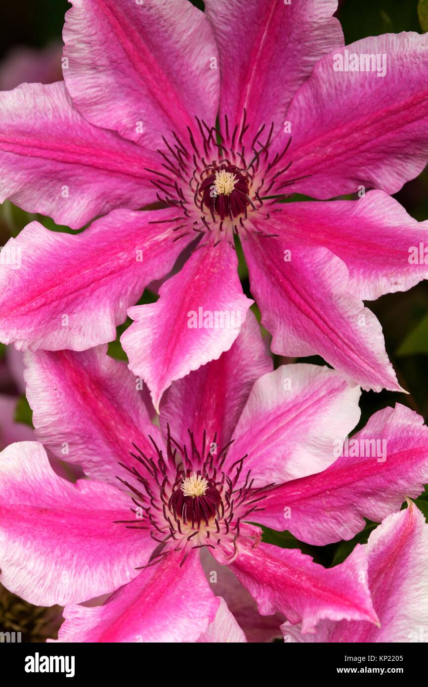 Clematis, Schreiners Iris Gärten, Keizer, Oregon. Stockfoto