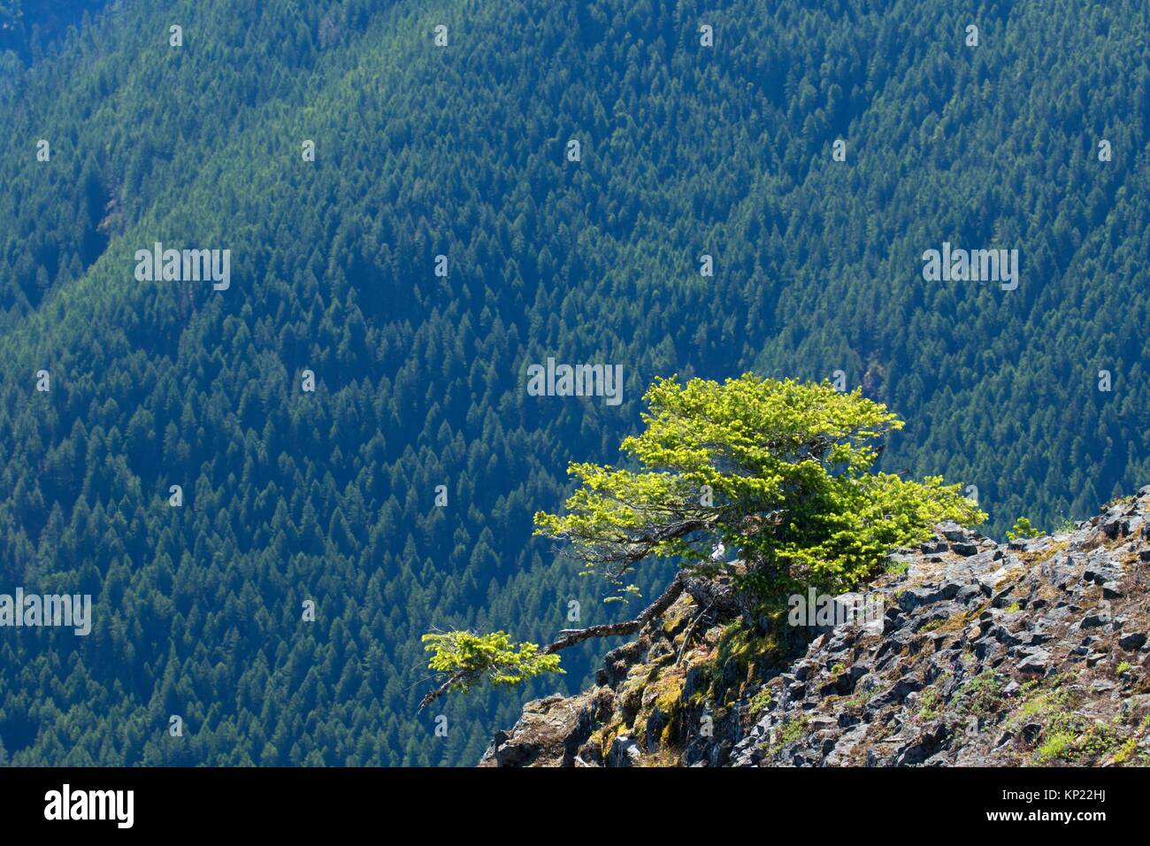 Tanne von Gipfel Henline Mountain Trail, Opal Creek Wilderness, Willamette National Forest, Oregon. Stockfoto