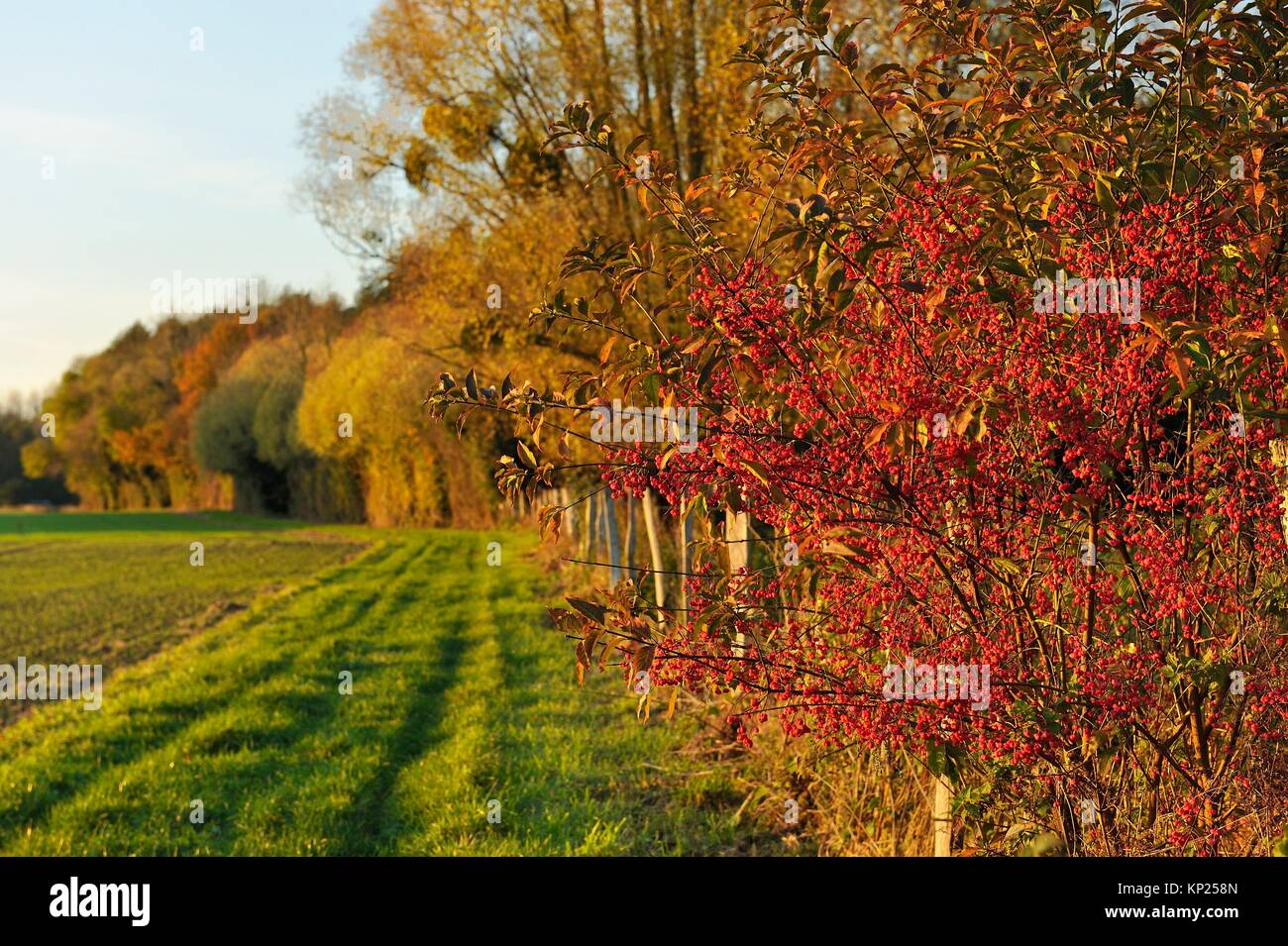 Euonymus fruit Fotos und Bildmaterial in hoher Auflösung Alamy