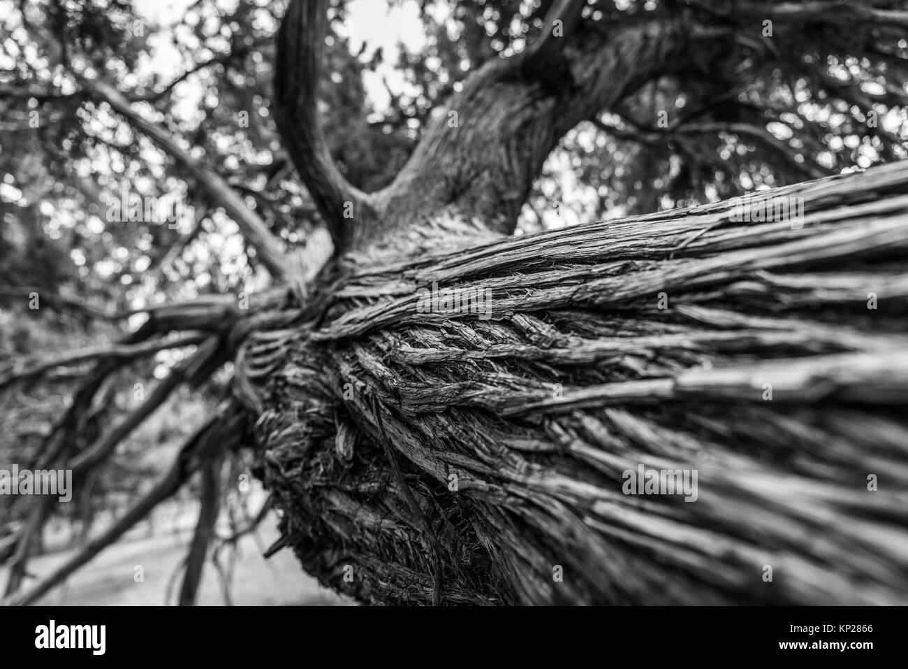 SABINA - SPANISCH Wacholderbeeren (Juniperus thurifera), Sabinar de Calatañazor, Provinz Soria, Castilla y Leon, Spanien, Europa Stockfoto