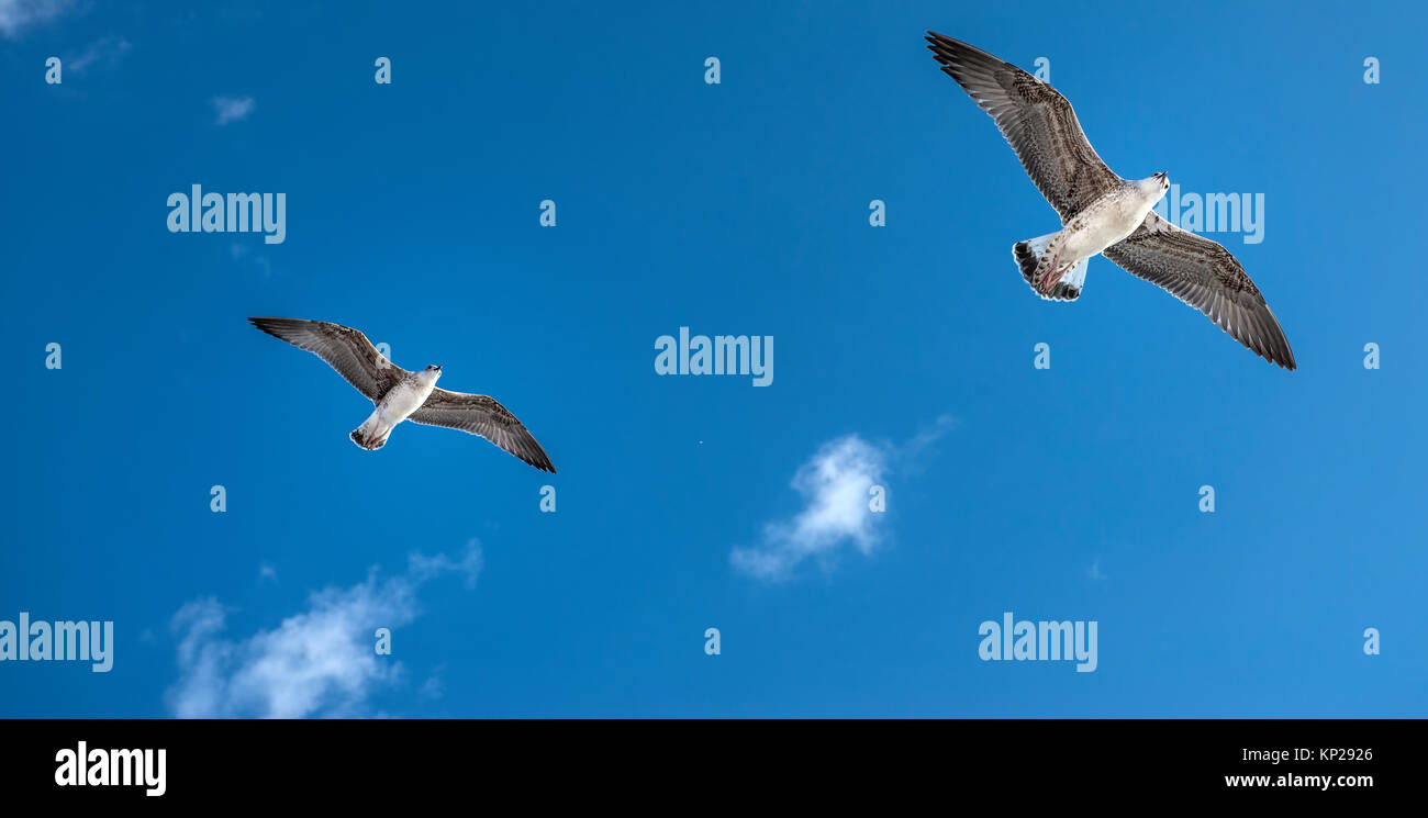Möwe Vogel fliegen Ansicht von unten, auf klaren blauen Himmel Stockfoto