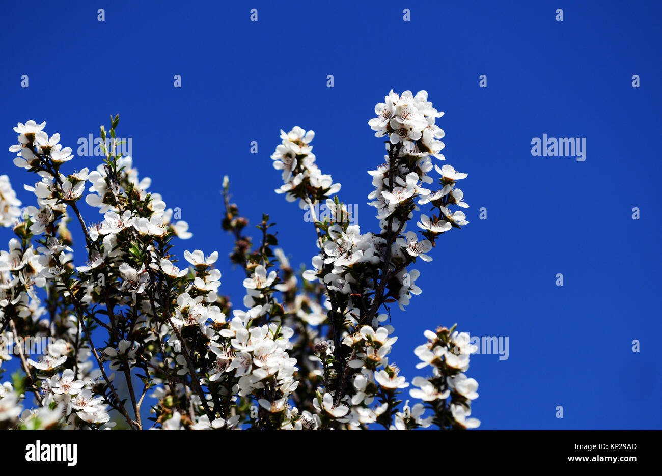 Manuka baum Blüten in Neuseeland. Stockfoto