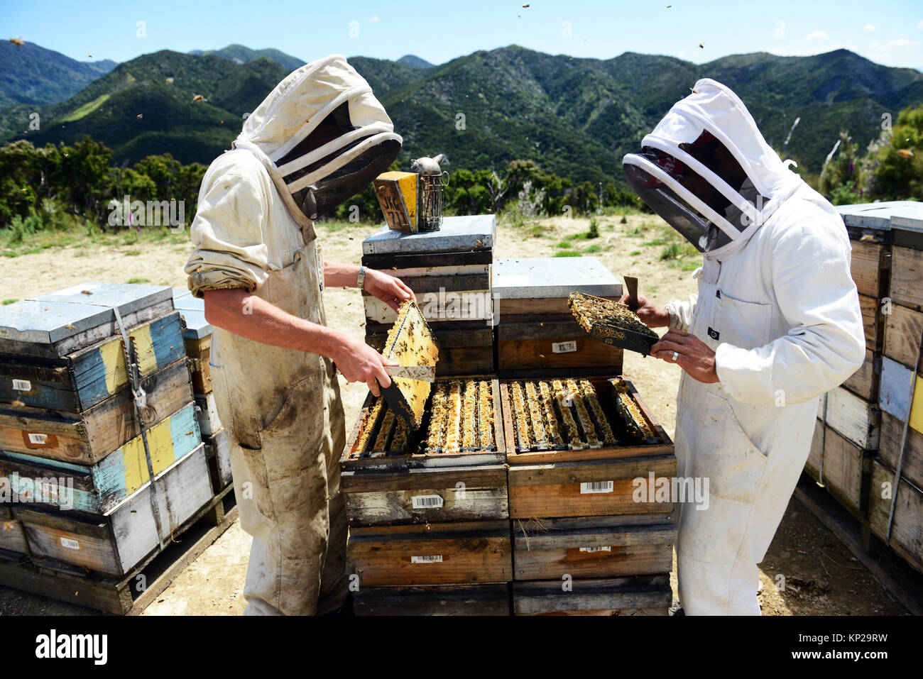 Manuka Honig Imker aus der Steens Manuka Unternehmen Kontrolle über die Bienenstöcke in der südlichen Region Wairarapa von Neuseeland. Stockfoto