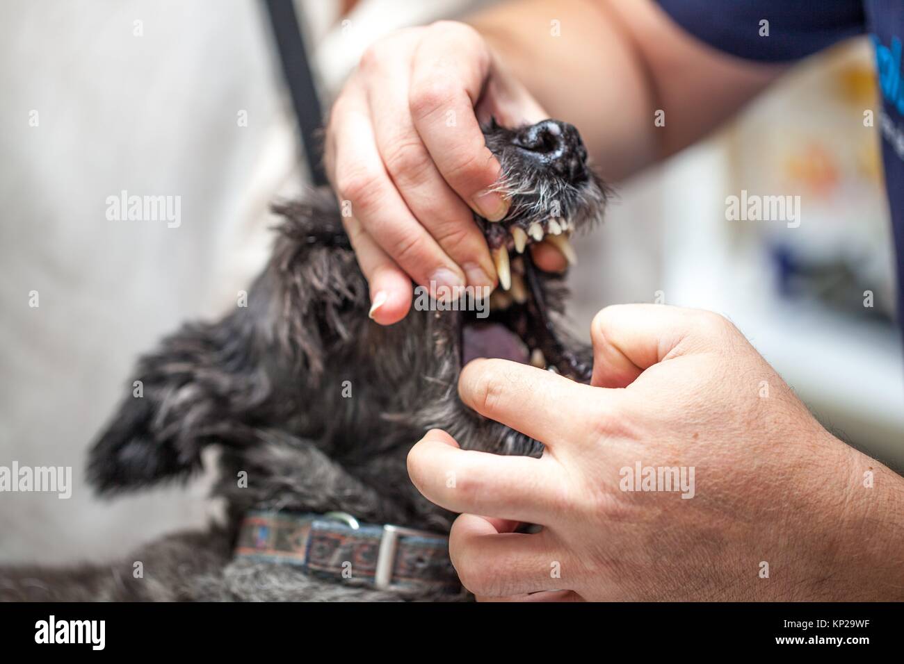 Hund beim Tierarzt, die sich einer ärztlichen Kontrolle Stockfotografie Alamy