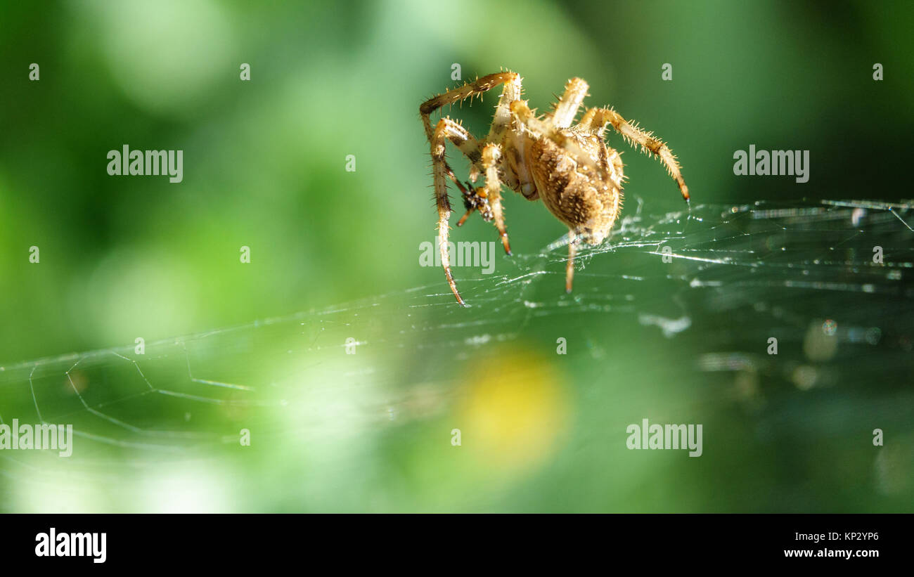 In der Nähe von Spider über Spiderweb gegen grüner Hintergrund Stockfoto