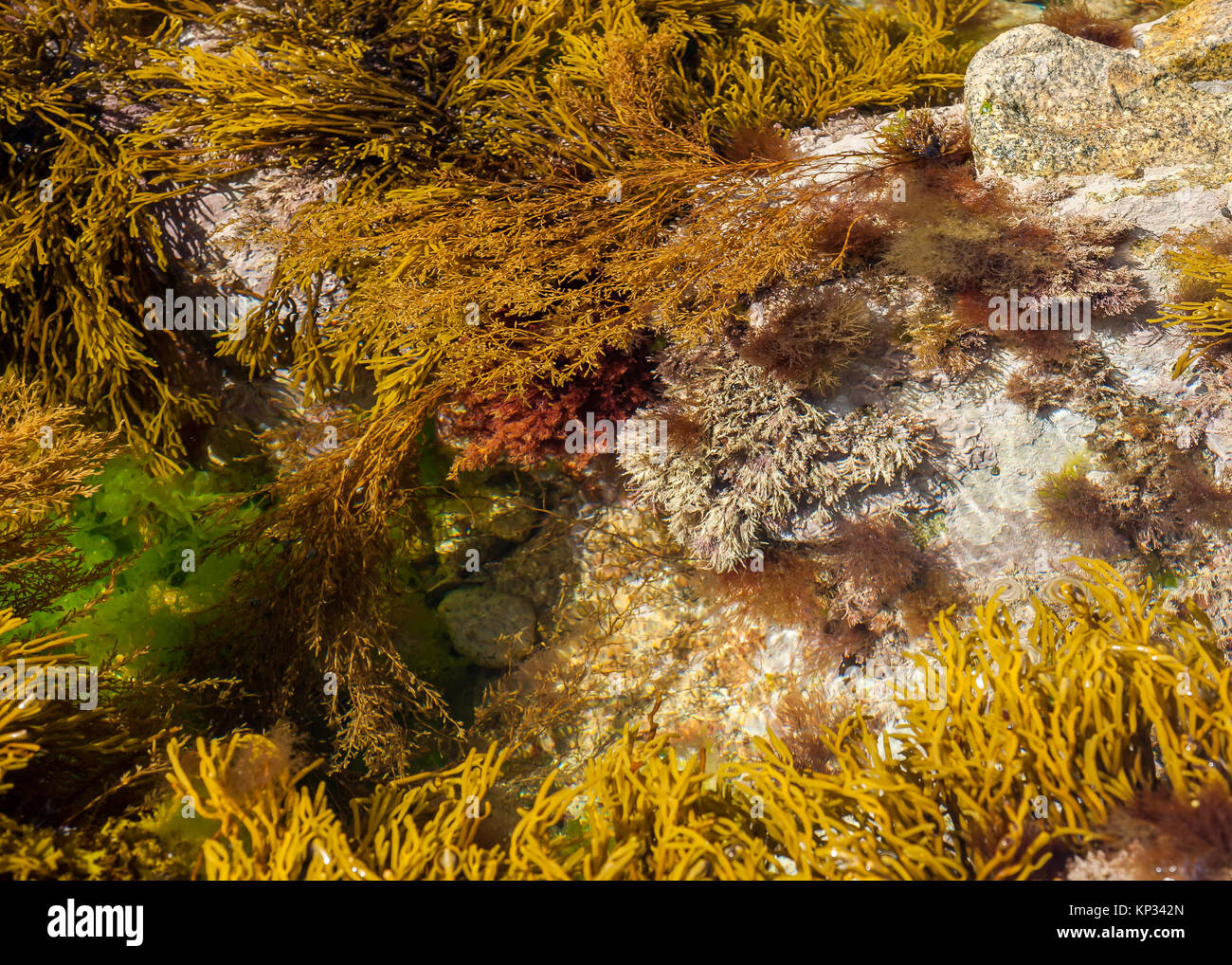 Verschiedene Arten Von Algen In Der Franzosischen Atlantik Stockfotografie Alamy