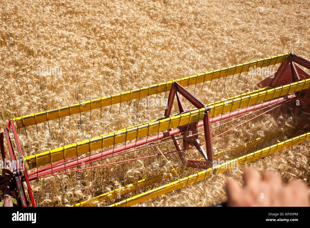 Mähdrescher in Weizen-Mais-Feld Stockfoto
