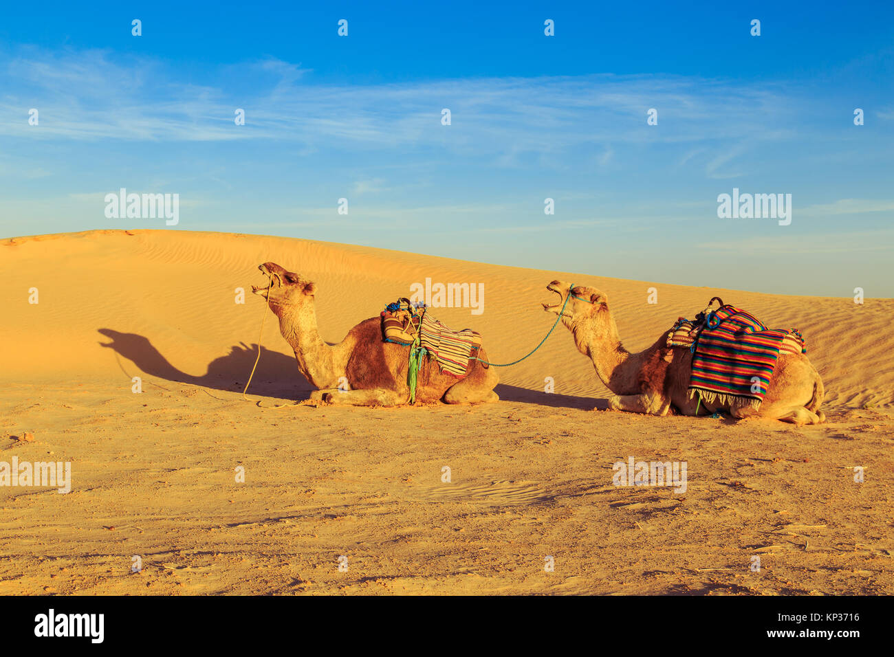 Lustige Kamele in der Wüste Sahara. Sonnenuntergang in der Wüste