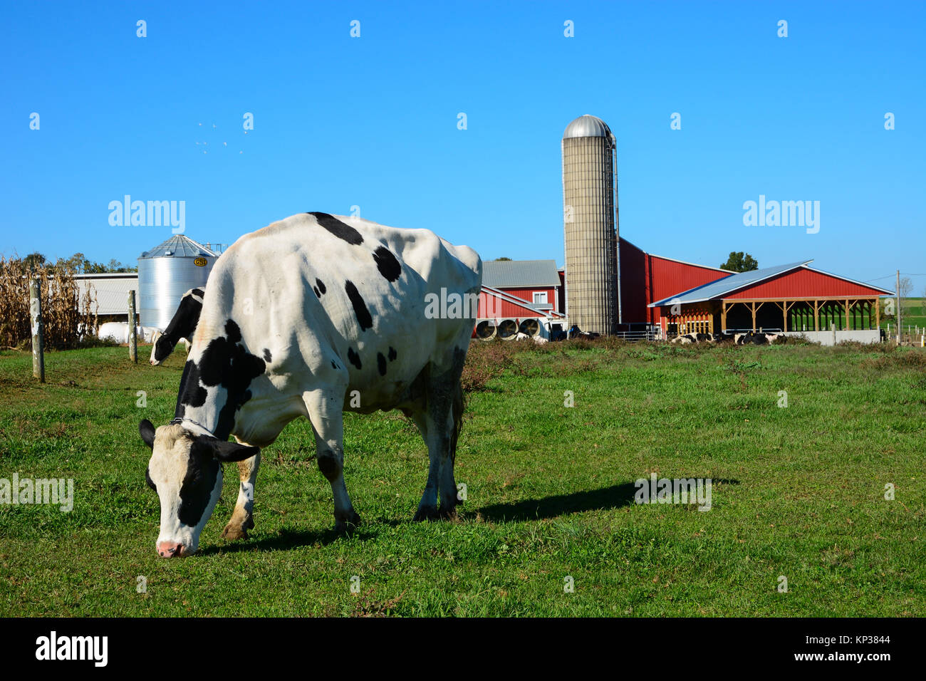 Schwarze und weiße Kuh stehend Grün essen Gras auf einer Amish Farm mit einem roten Scheune und Silo in Pennsylvania Dutch Country, Osten Amerika USA Stockfoto