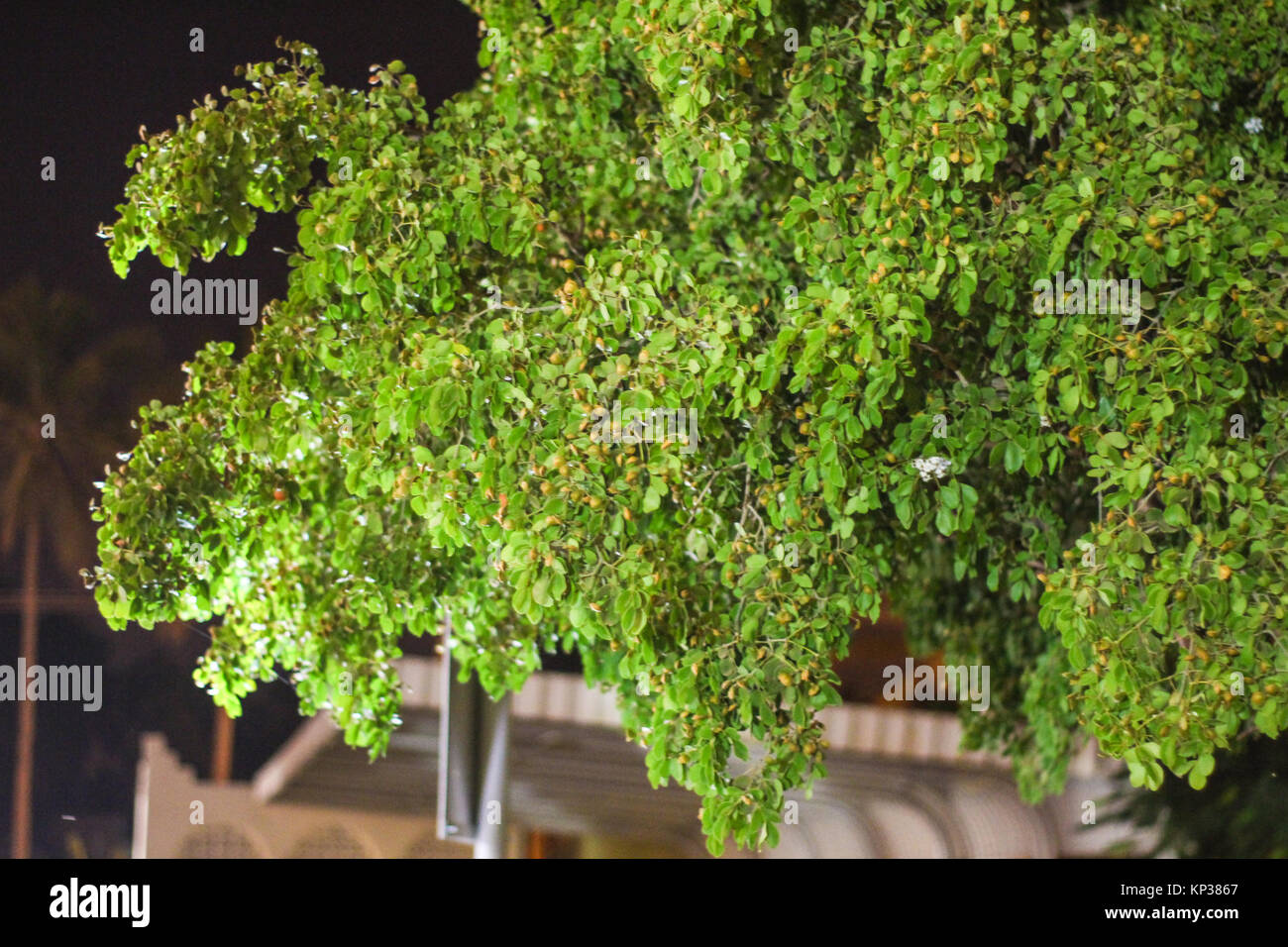 Blätter, Früchte auf dem Kleinen in Wüste und Garten Grün Gras Hintergrund Textur Wald Bäume. Natur grünes Holz Sonnenlicht Hintergründe Stockfoto