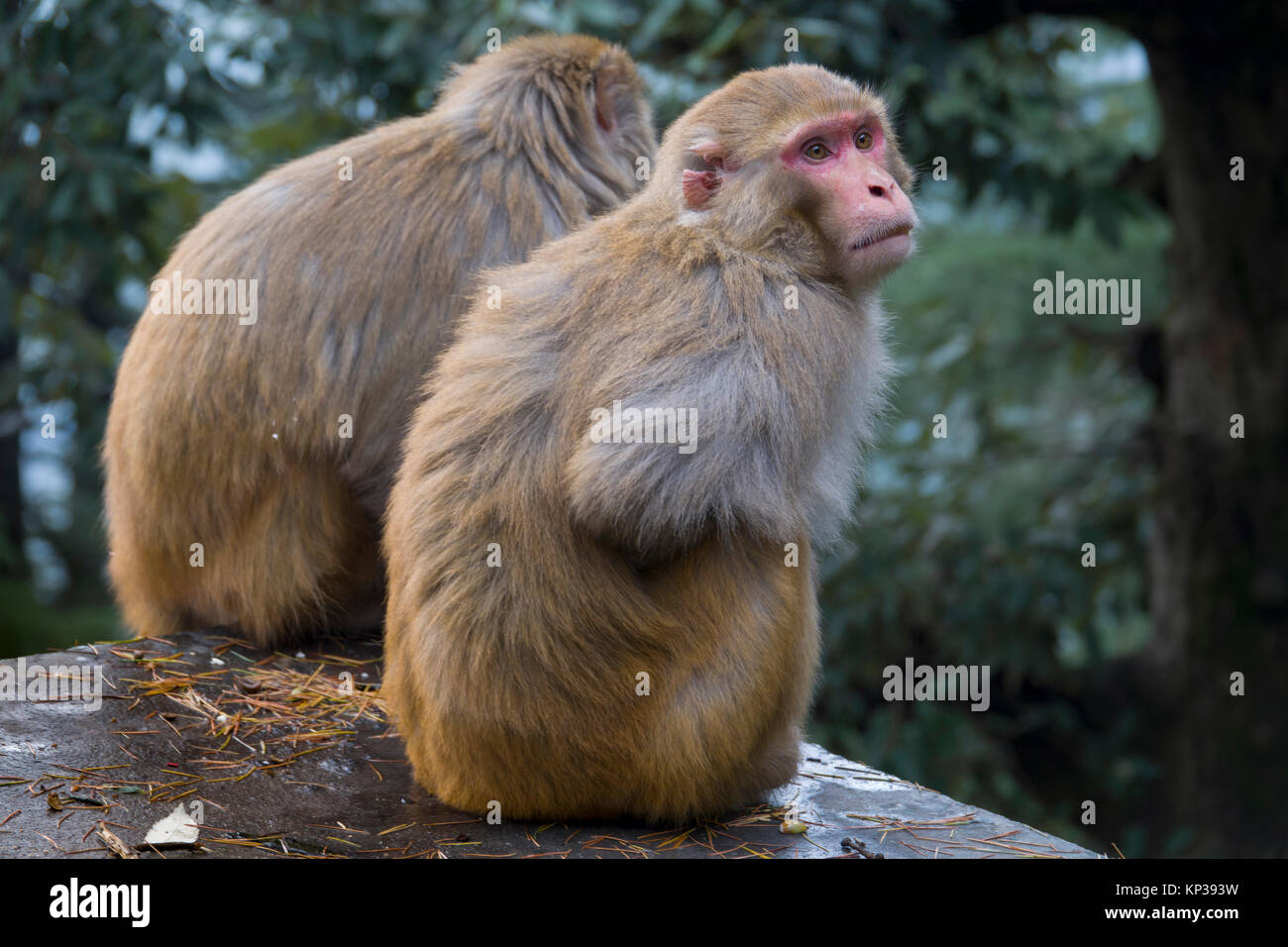 Rhesus macaque Affen sitzen, Mcleod Ganj, Indien Stockfoto