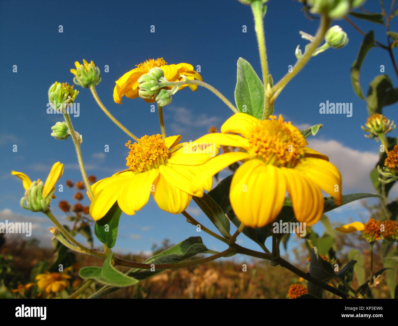 Gelbe Wüstenblume Stockfoto