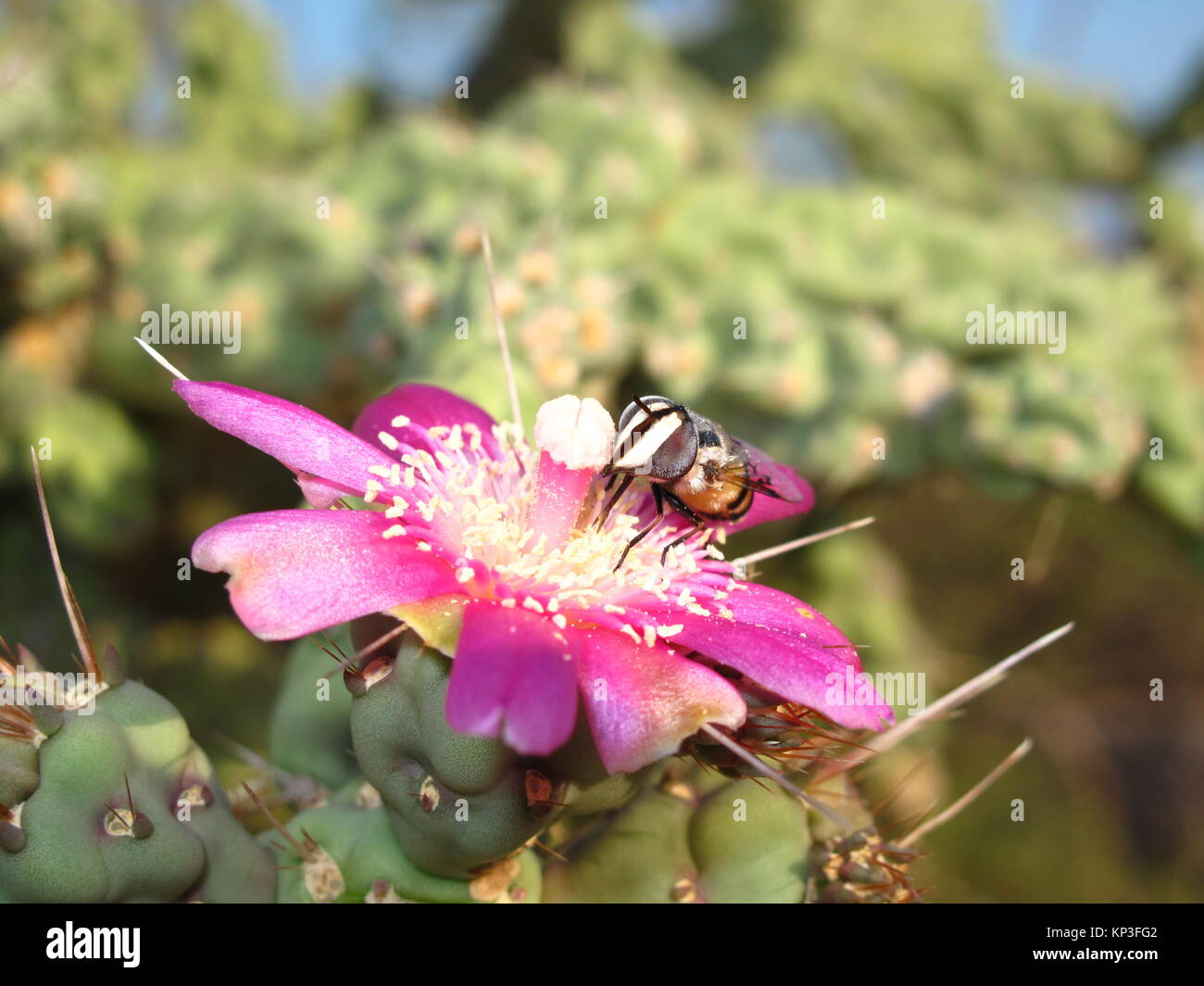 Zoom in Bee Stockfoto