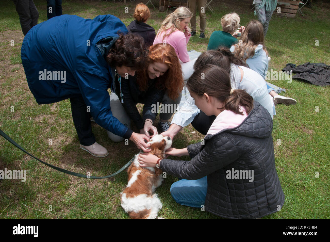Girls petting einen Cavalier King Charles Spaniel Der Blenheim Färbung Stockfoto
