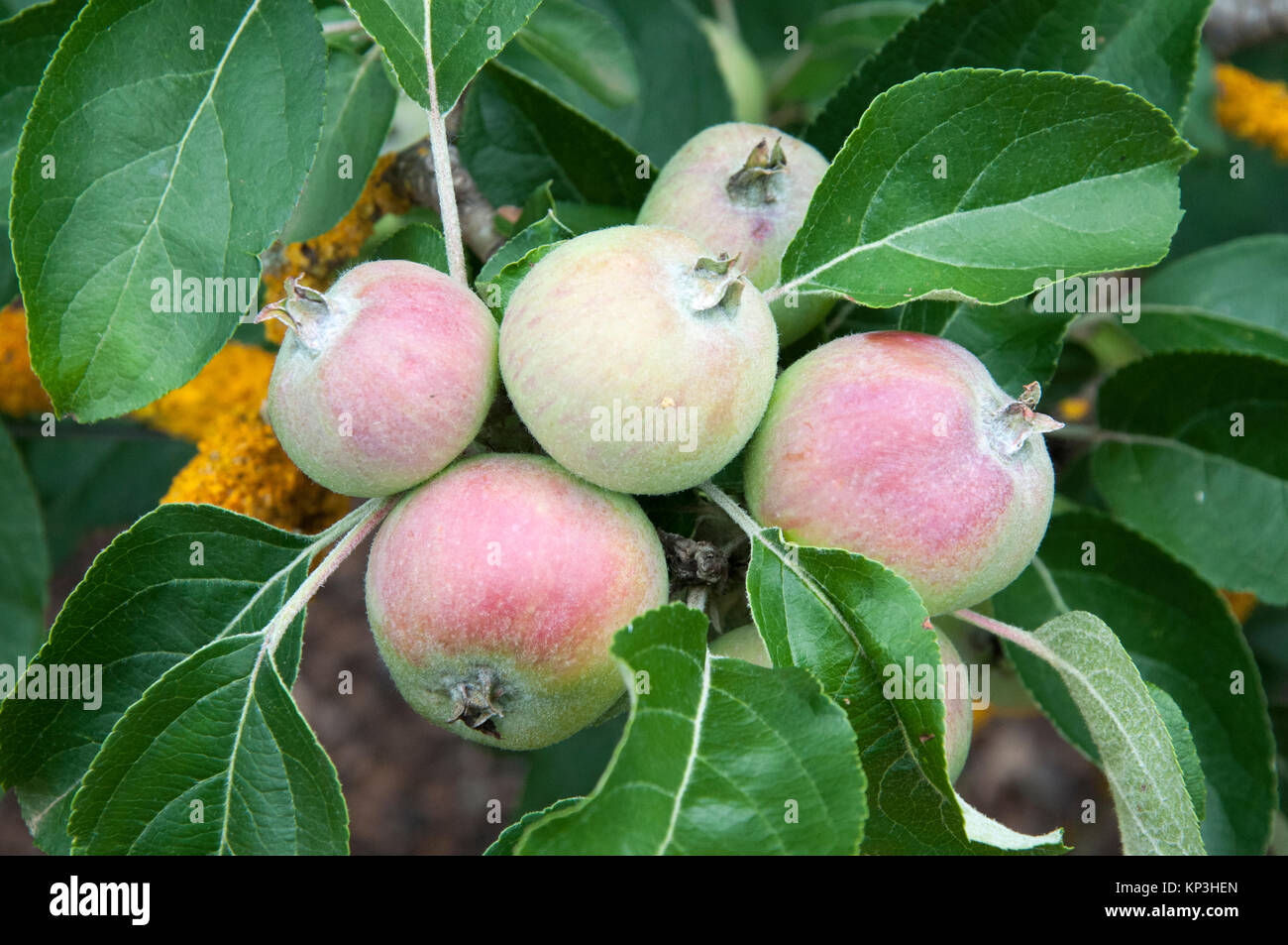 Apfelbaum Früchte an lambley Gärten und Baumschulen, Ascot über Ballarat, Victoria Stockfoto