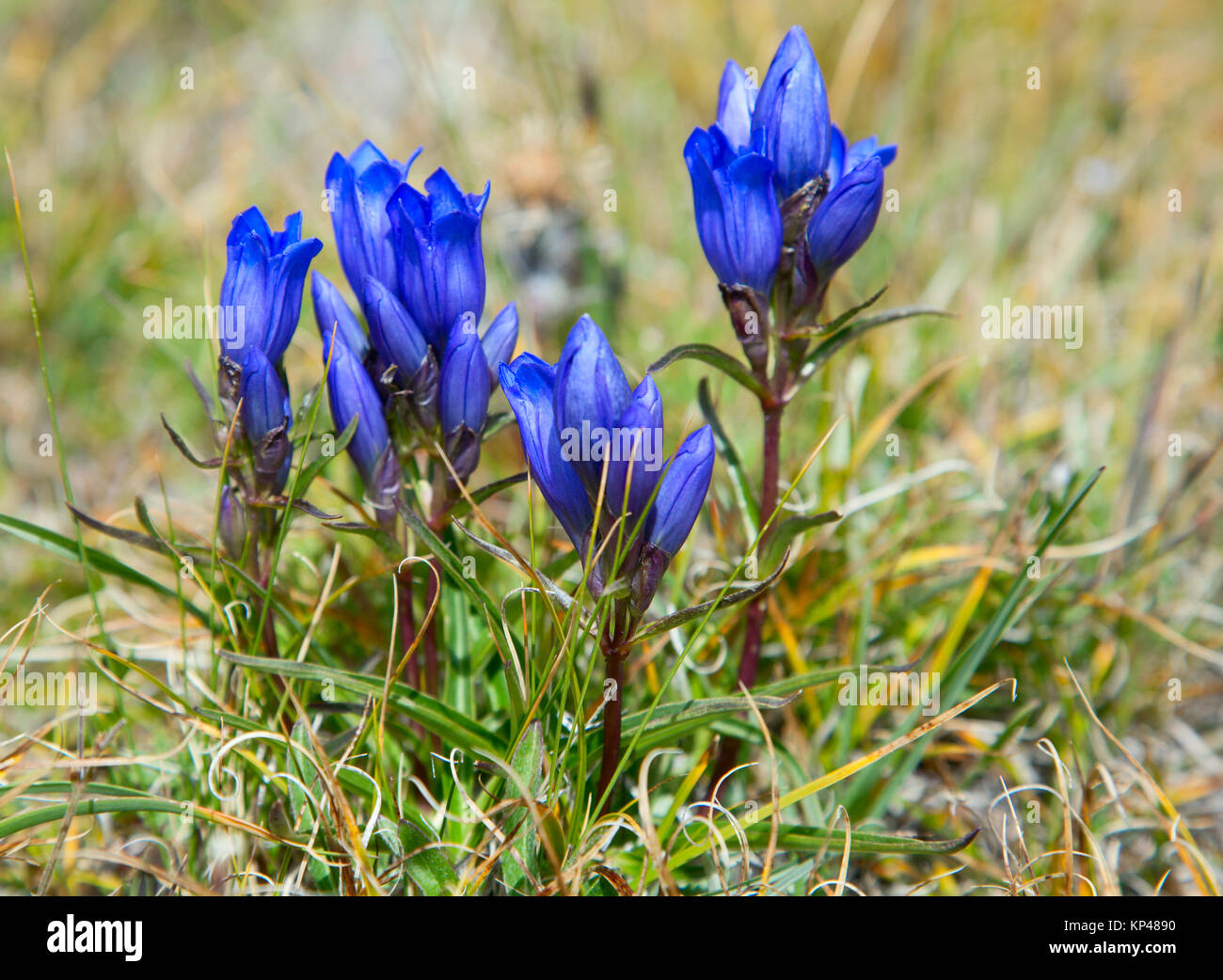 Enzian-Blüten in einer Almwiese Stockfoto