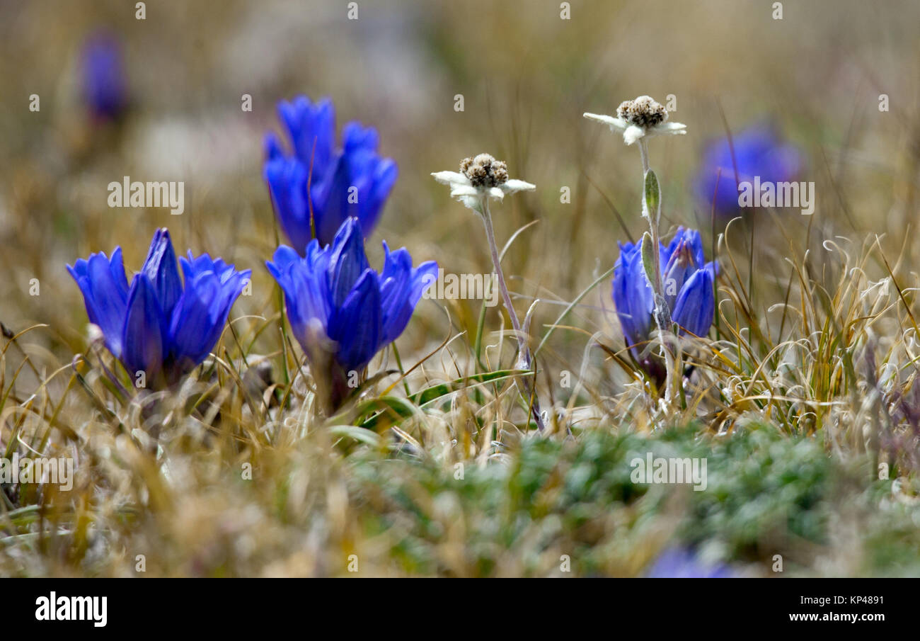 Enzian-Blüten in einer Almwiese Stockfoto