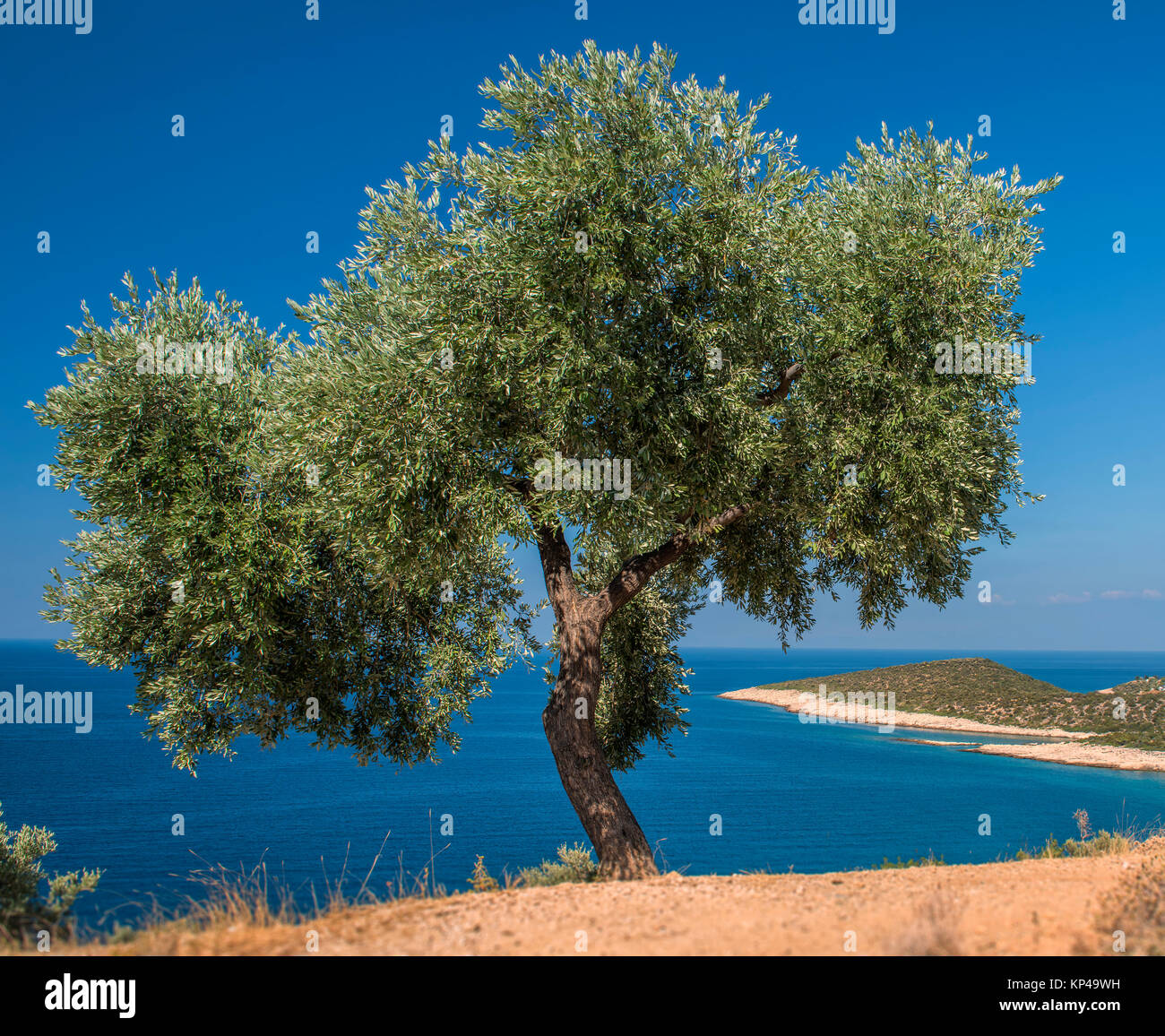 Baum auf der Insel Stockfoto