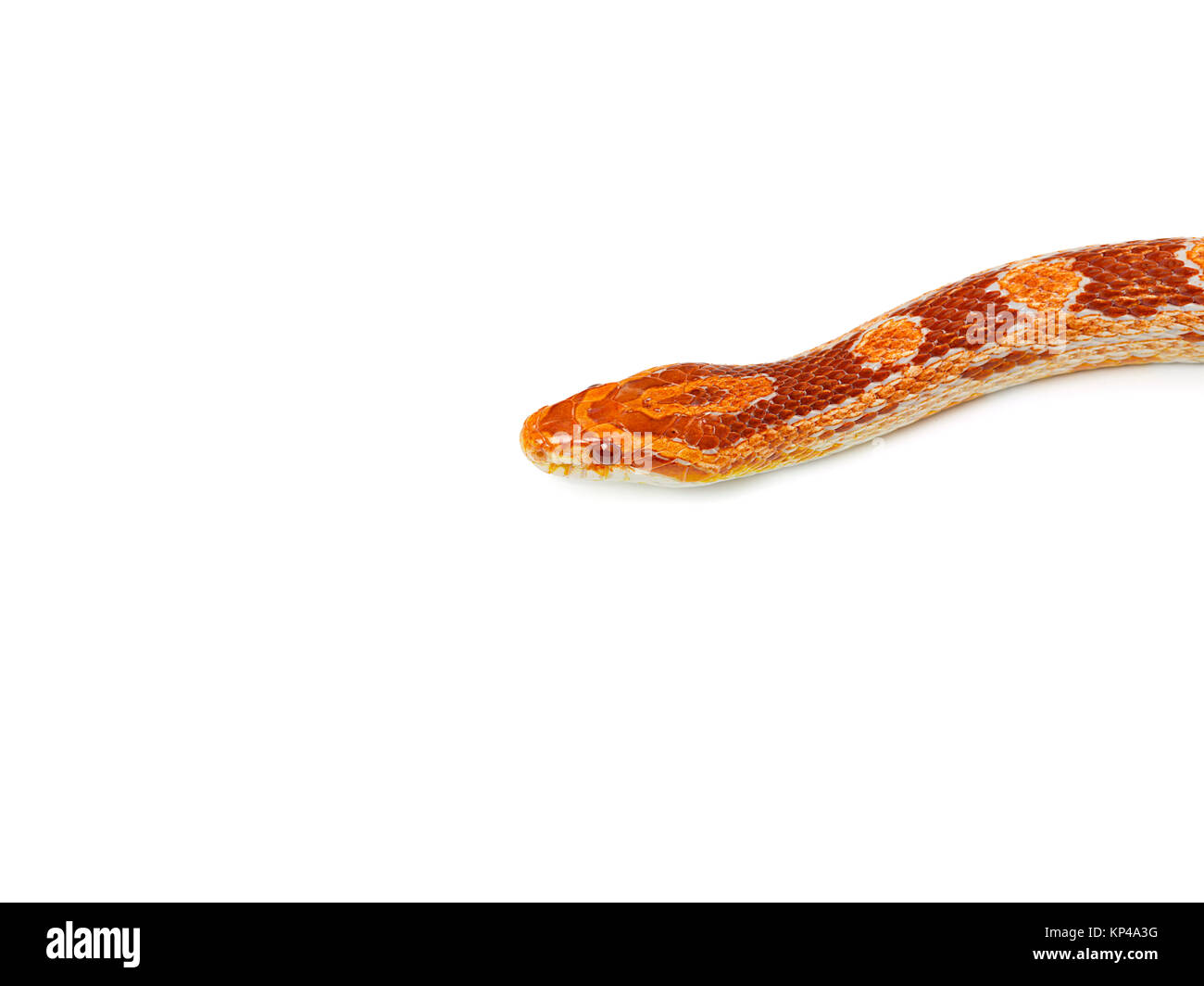 Zugeschnittenes Bild von einer Schlange Stockfoto