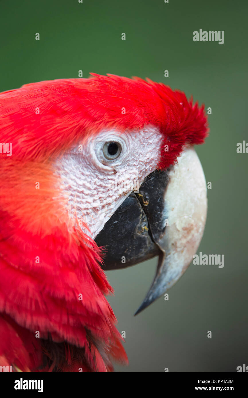 7/8 rote Papagei Kopf Stockfoto