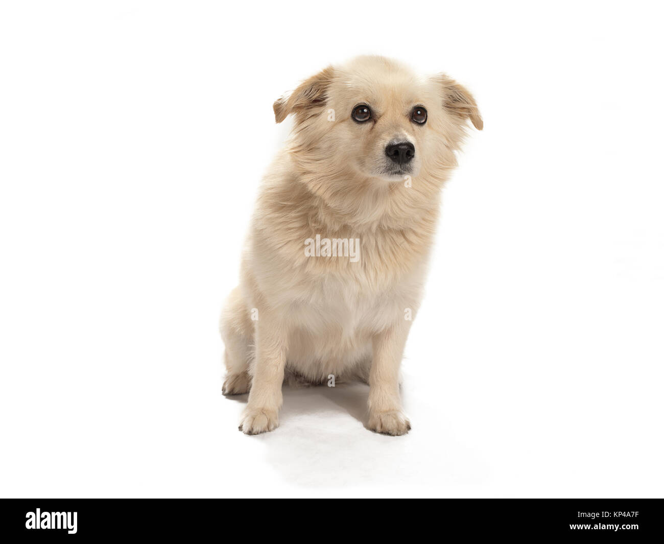 Hund Mit Ohren Nach Unten Stockfotos und bilder Kaufen Alamy