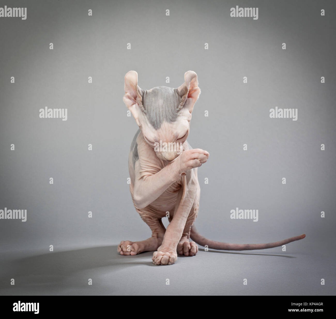 Pflege elf cat Stockfoto