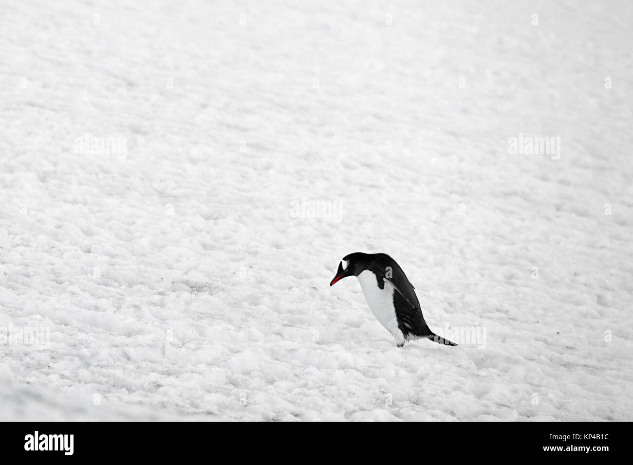 Pinguin auf Schnee Stockfoto
