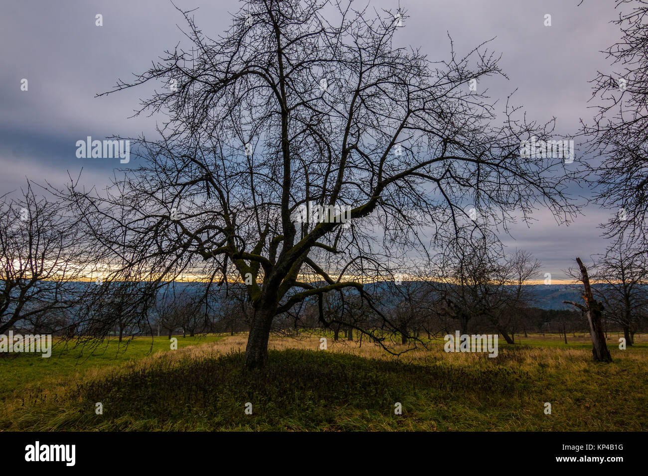 Winter Stimmung mit alten Apfelbäumen auf dem Feld Stockfoto