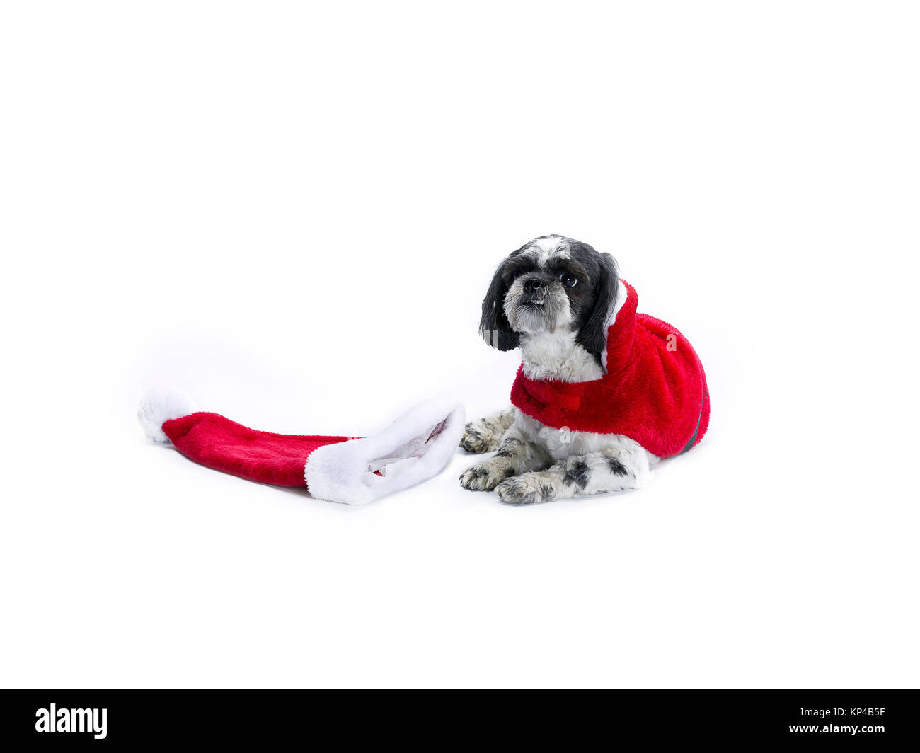 Shih-Poo auf seine Weihnachtskostüm Stockfoto