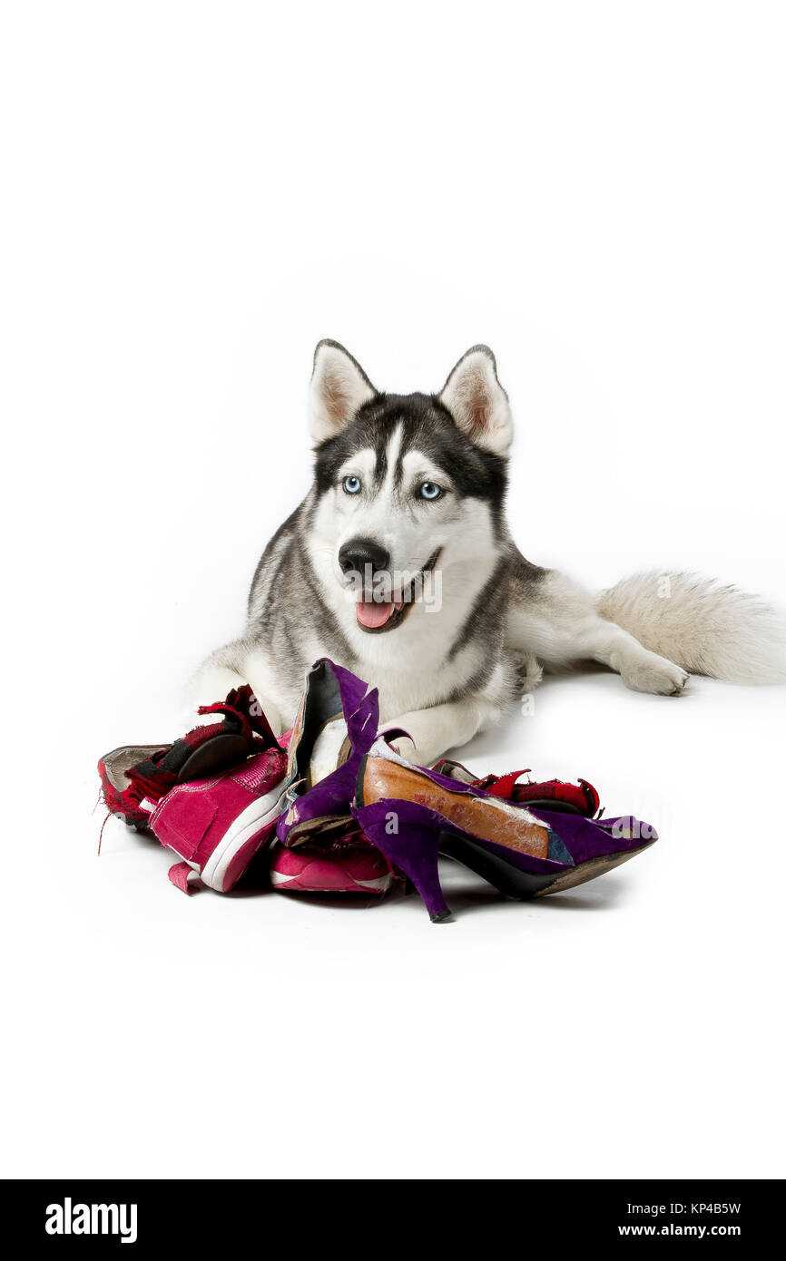 Siberian husky mit zerrissenen Frauen Schuhe Stockfotografie - Alamy