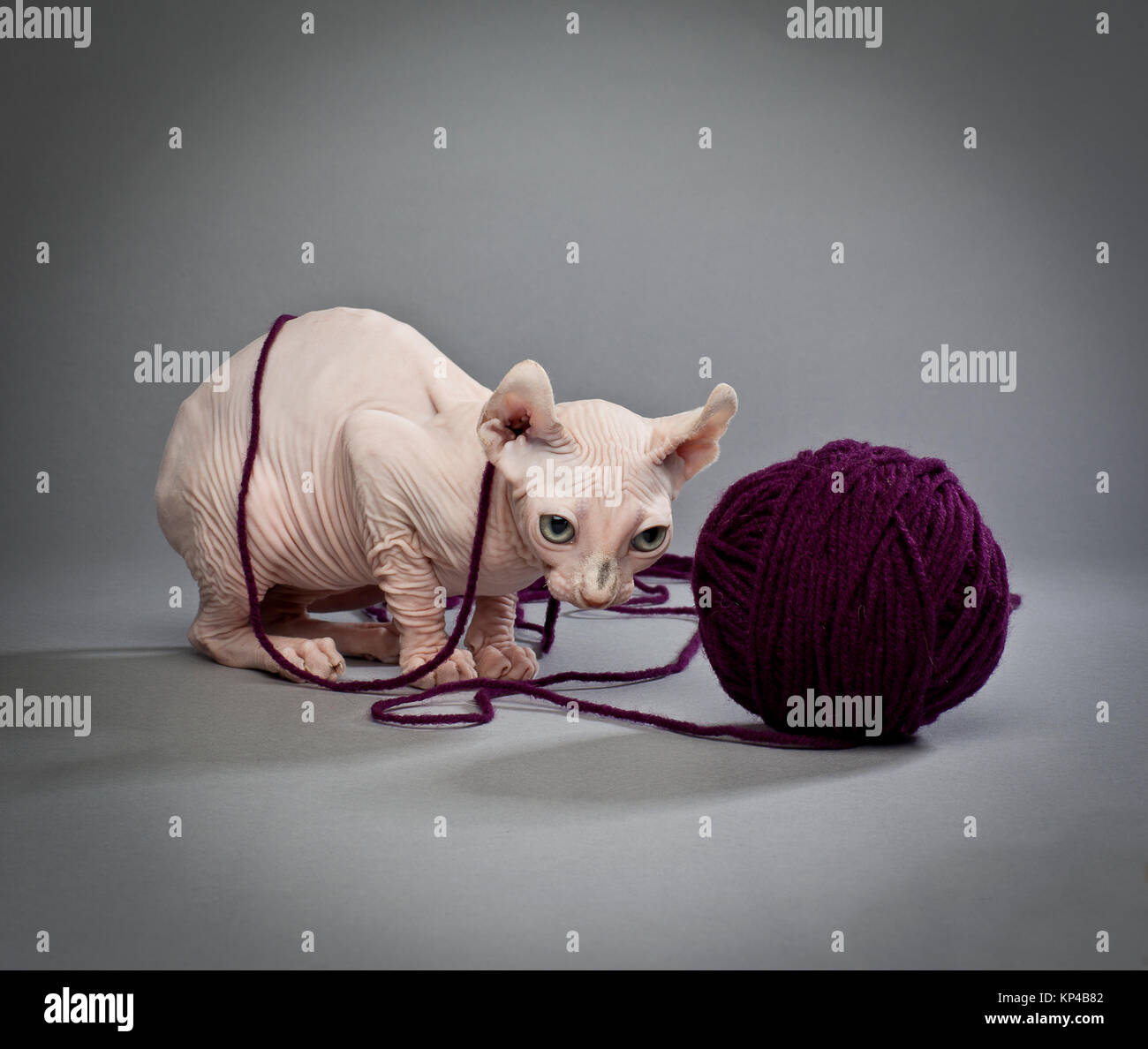 Verwirrte Elfe cat Stockfoto