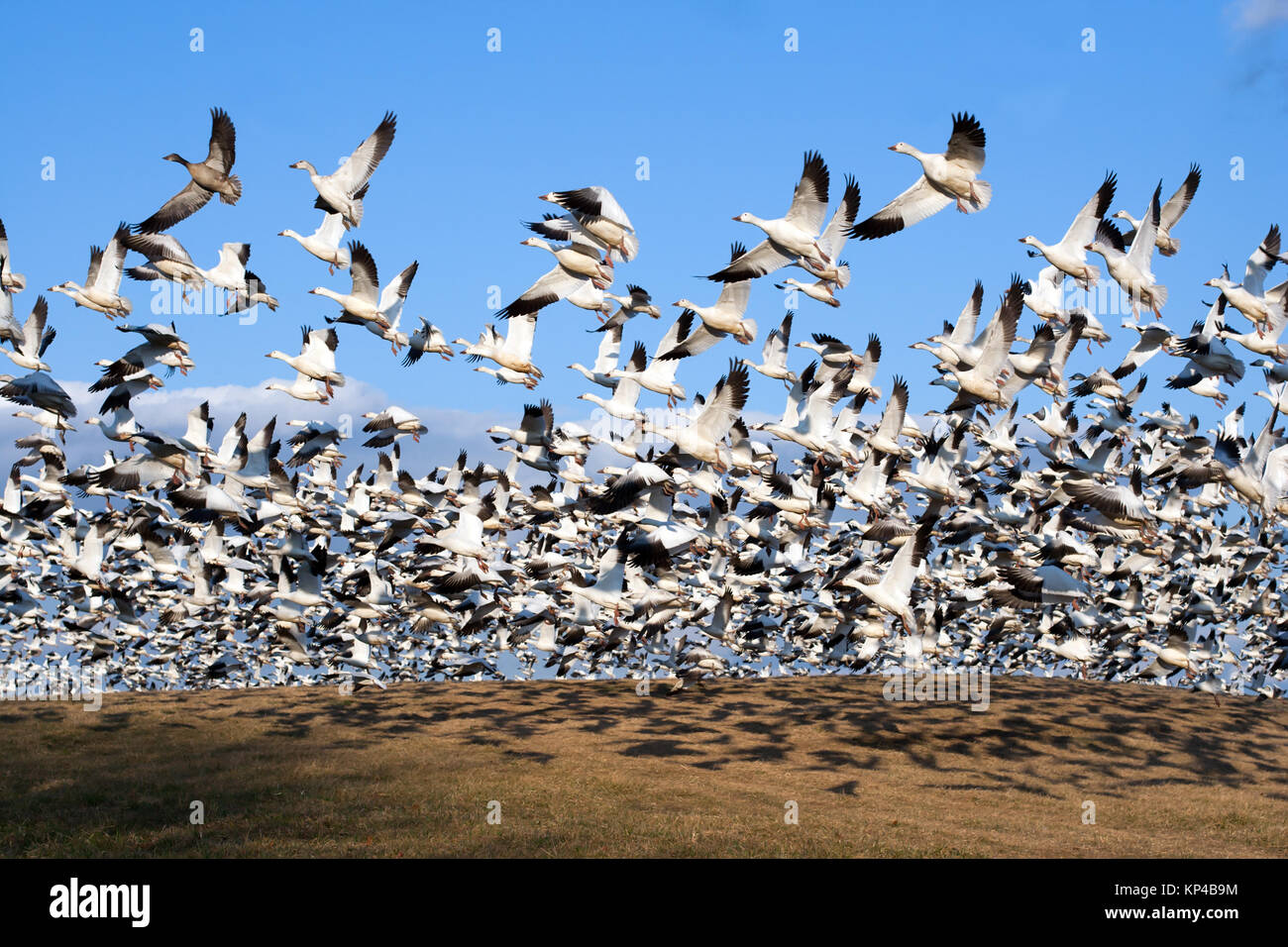 Tausende von Schnee Gänse fliegen von einem Hügel in der Mitte Creek Wildlife Management Area in Lancaster County, Pennsylvania, USA. Stockfoto