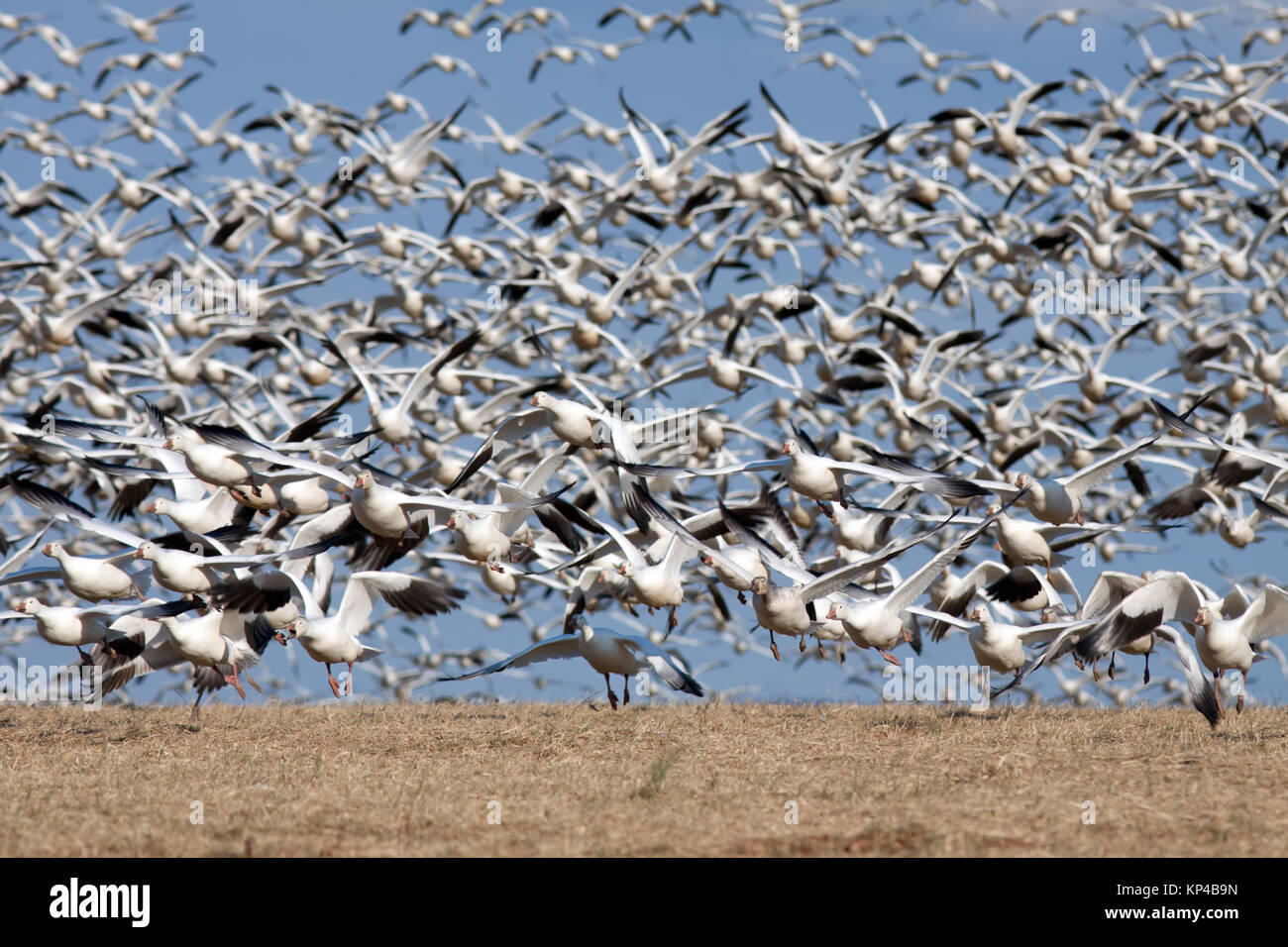 Tausende von Schnee Gänse (Chen Caerulescens) fliegen von einem Hügel in Lancaster County, Pennsylvania, USA. Stockfoto