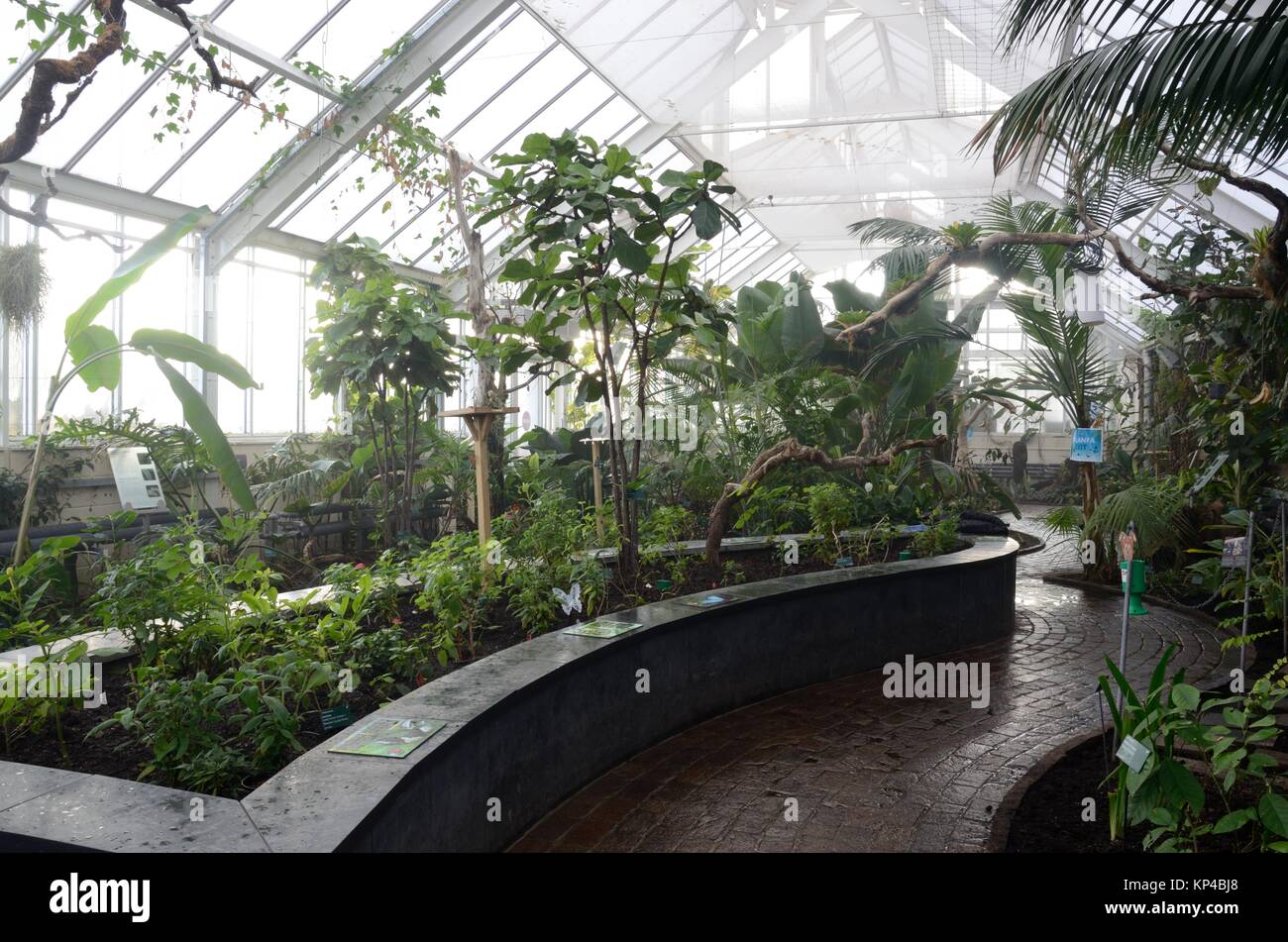 Feuchte Innere der Schmetterlingshaus im Botanischen Garten von Wales Llanarthney Carmarthenshire Wales Cymru GROSSBRITANNIEN GB Stockfoto