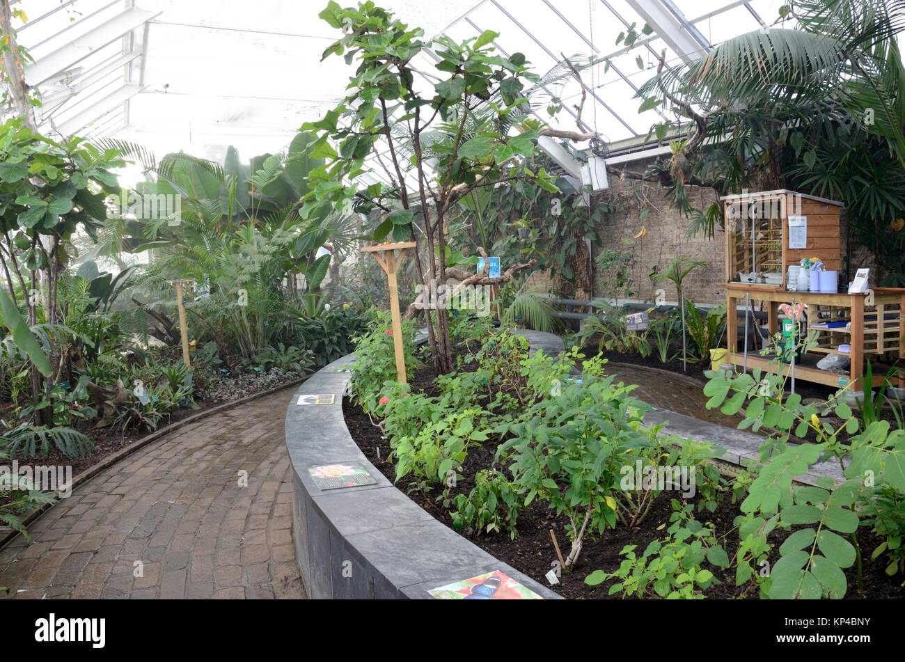 Feuchten Umgebung des Butterfly House National Botanic Garden of Wales Llanarthney Carmarthenshire Wales Cymru GROSSBRITANNIEN GB Stockfoto
