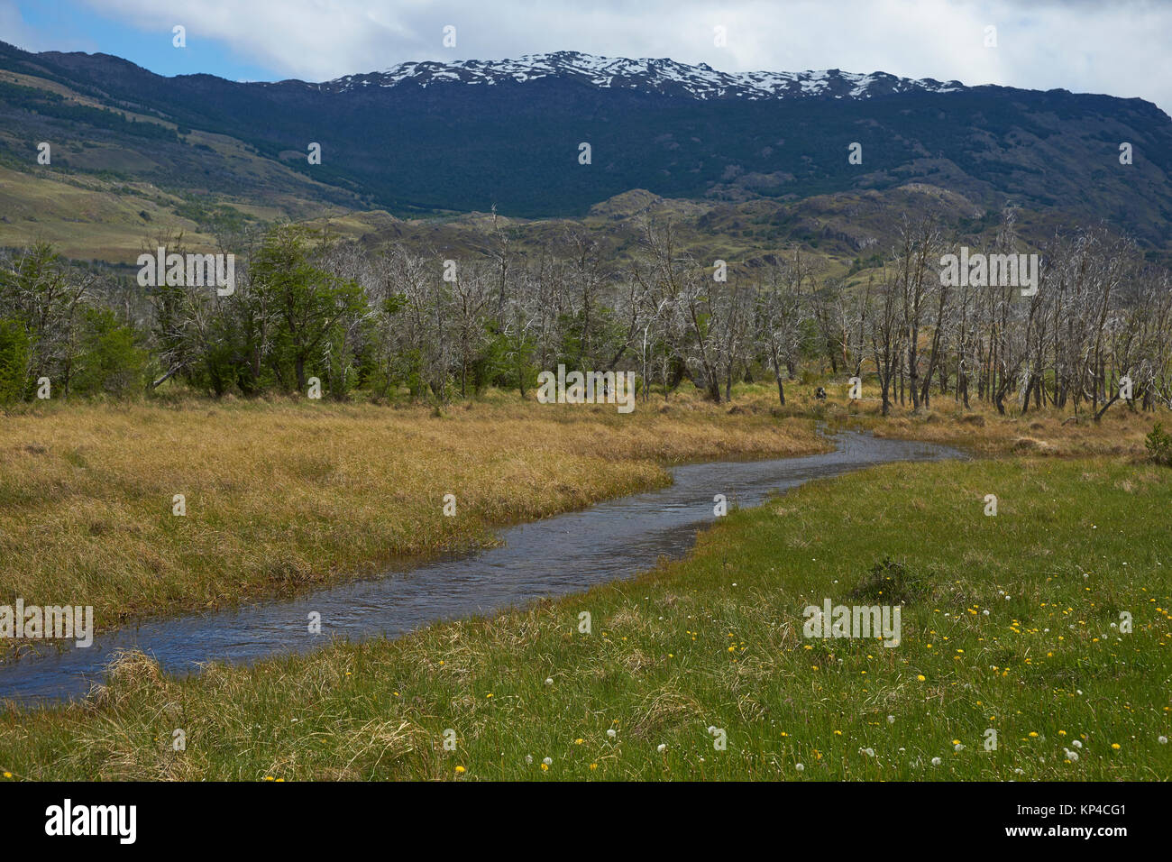 Stream läuft durch einen bewaldeten Tal in Valle Chacabuco, Patagonien, Chile. Stockfoto