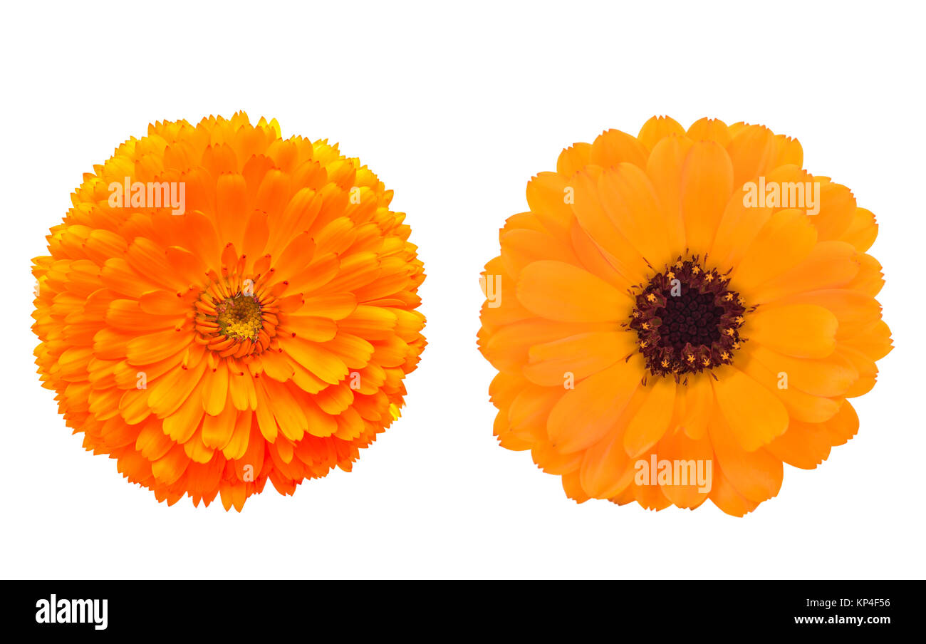 Calendula. Zwei Ringelblume Blumen auf Weiß isoliert Stockfoto