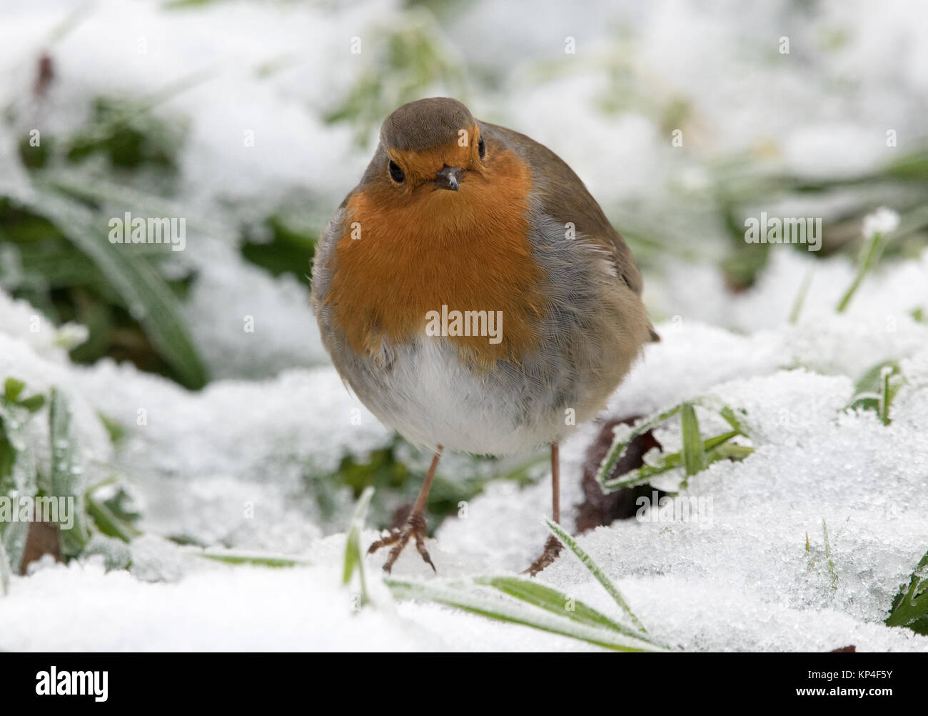 De Robin im Schnee Stockfoto