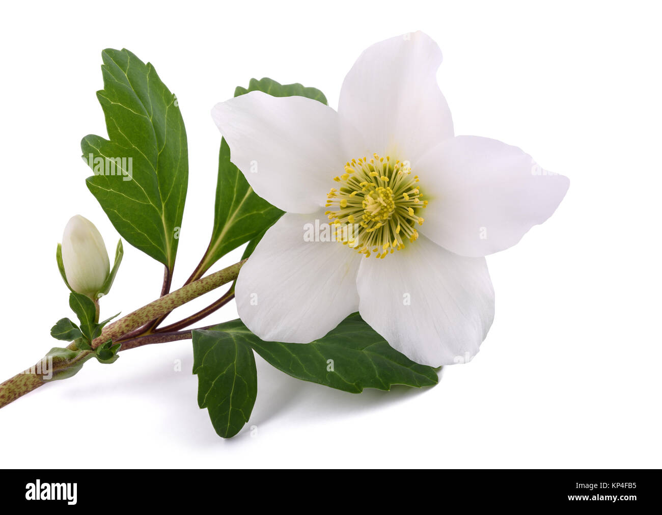 Nieswurz Blute Christrose Isoliert Auf Weiss Stockfoto Bild