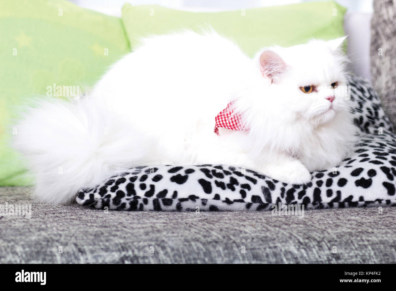 Inland nach weißen Perser Katze Stockfoto