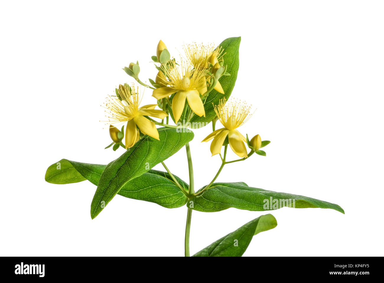 Das Johanniskraut isoliert auf weißem Hintergrund Stockfotografie - Alamy