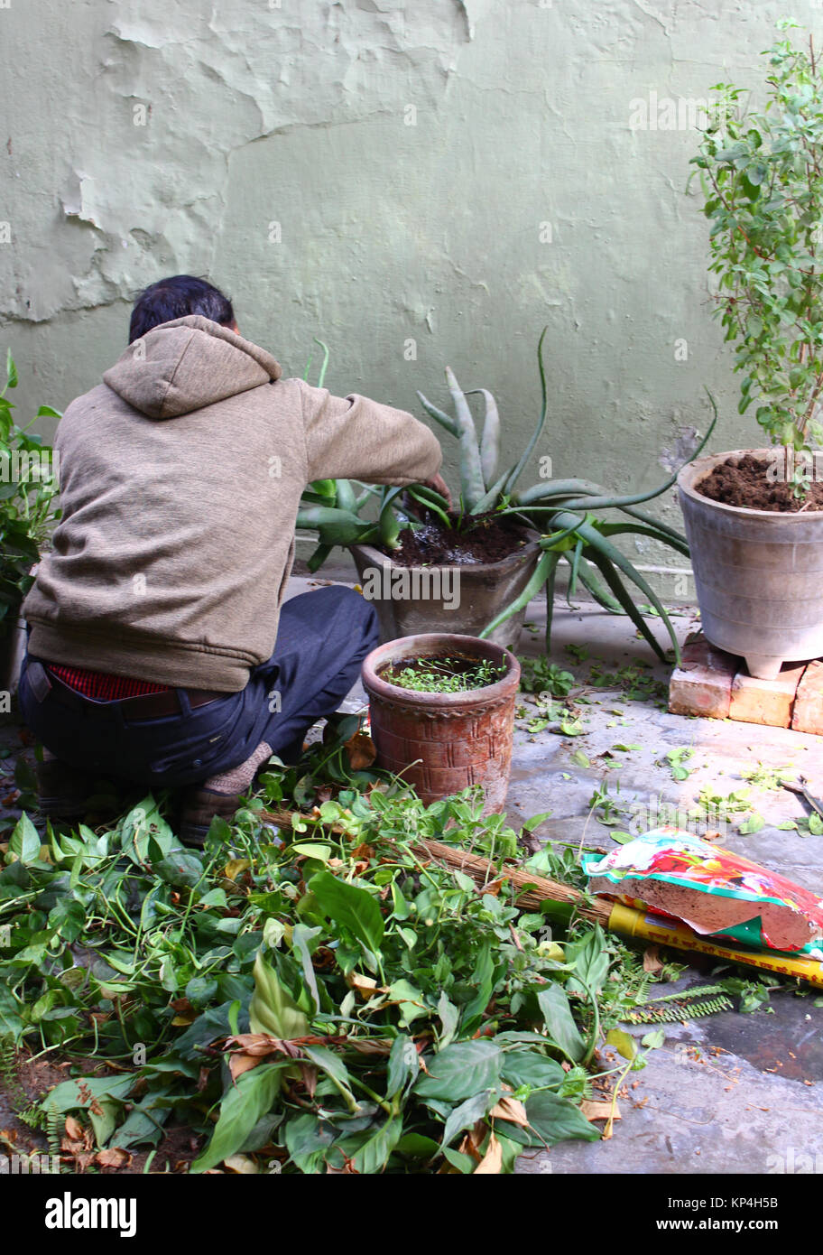 Männliche indische Gärtner hinzufügen Pestizid zu Topfpflanzen Aloe Vera Pflanze Stockfoto