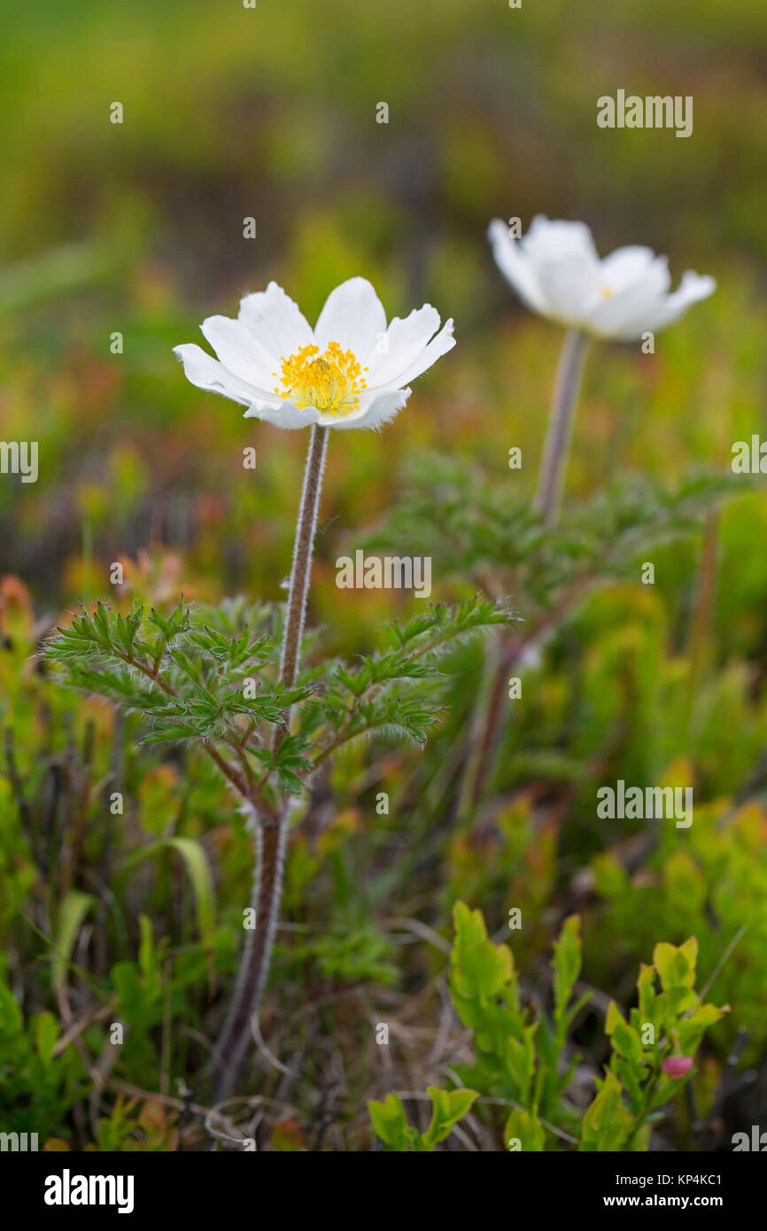 Alpine / Alpine Anemonen Küchenschellen (Pulsatilla alpina) in Blüte im Frühjahr, native auf den Bergketten von Mittel- und Südeuropa Stockfoto