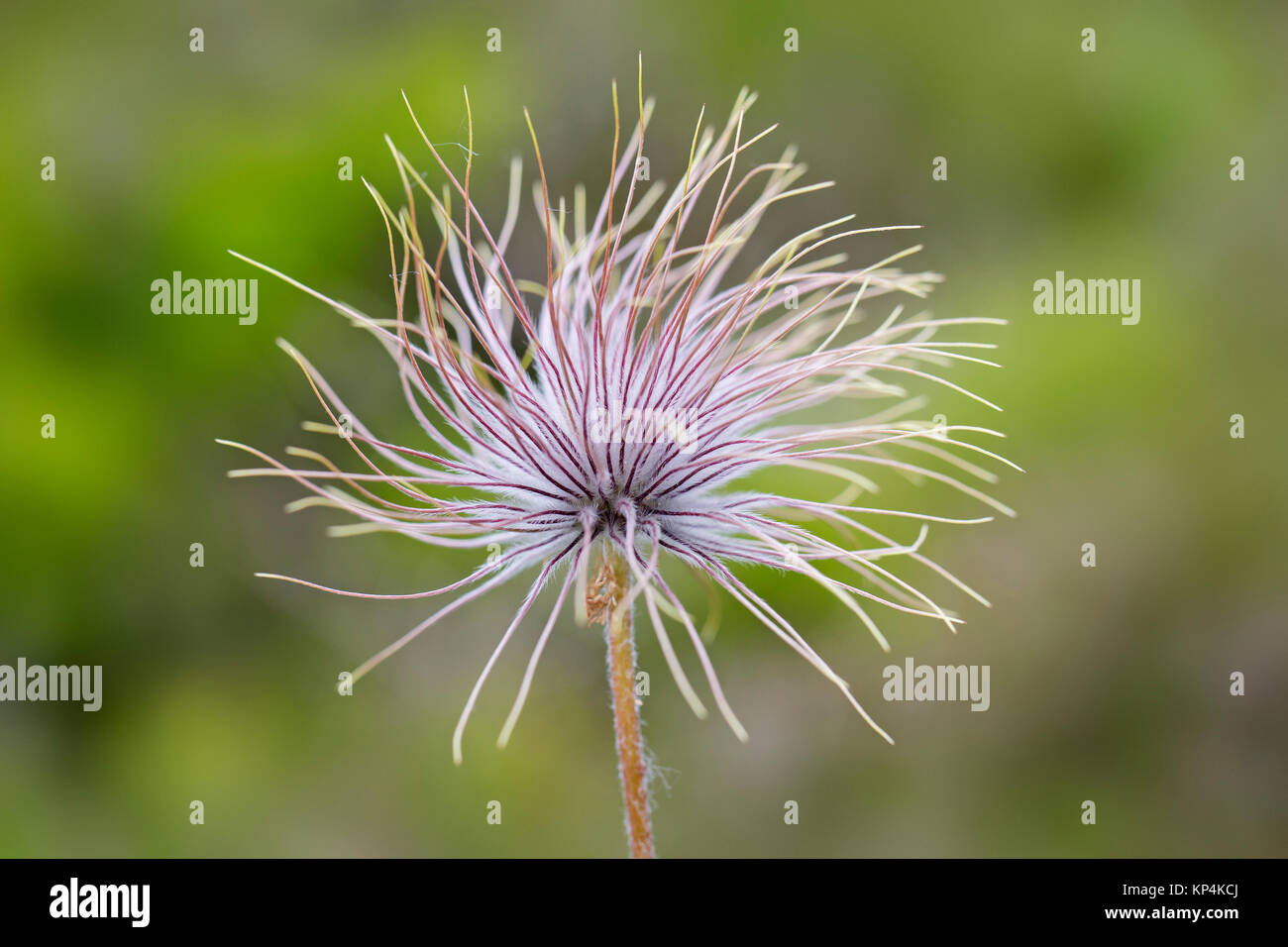 Fruchtkörper Anlage/seedhead der Alpinen Küchenschelle/Alpine Anemone (Pulsatilla alpina) native auf den Bergketten von Mittel- und Südeuropa Stockfoto