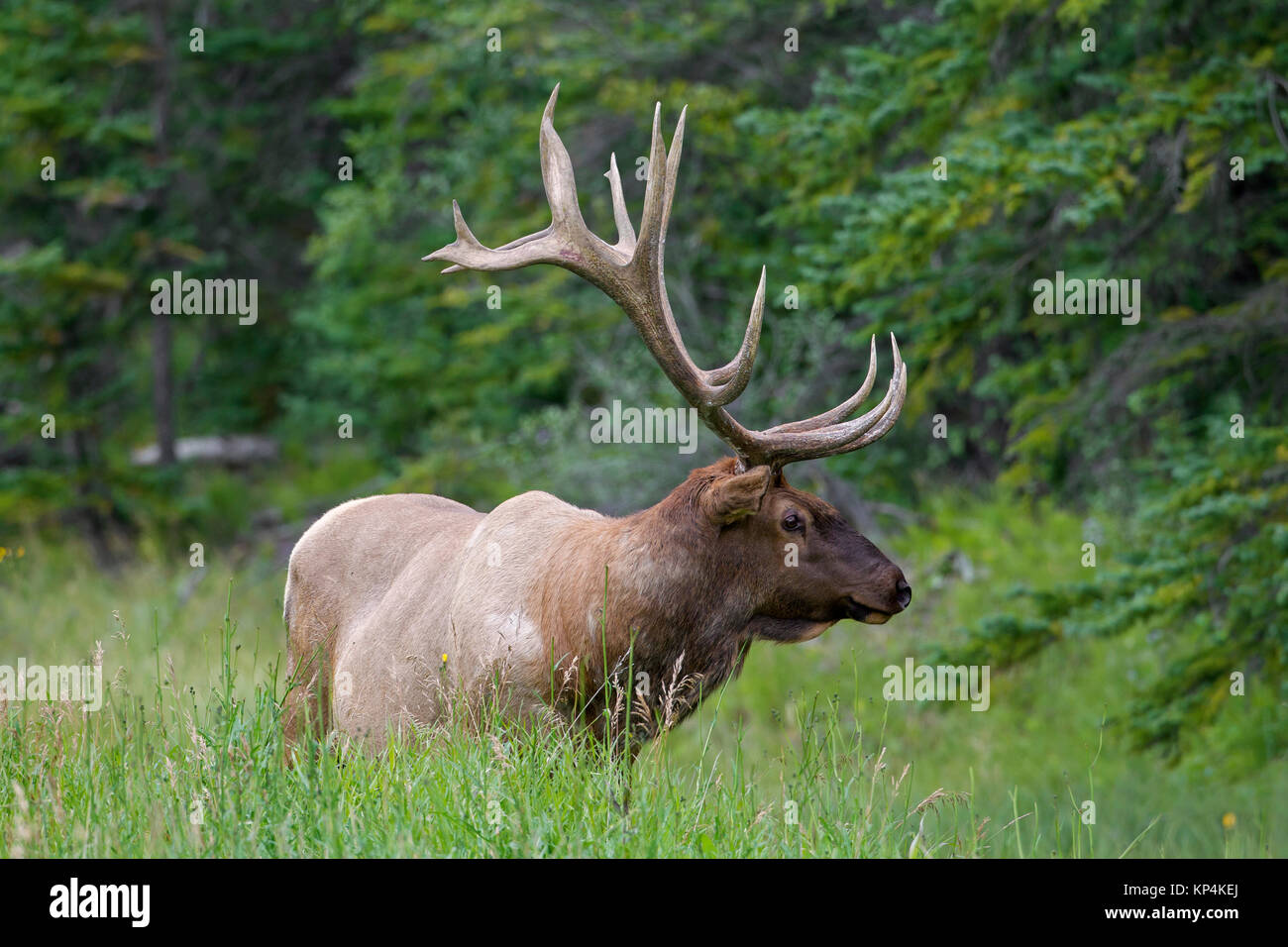 Elk/Wapiti (Cervus canadensis) Stier mit großen Geweih im Sommer, Jasper National Park, Alberta, Kanada Stockfoto