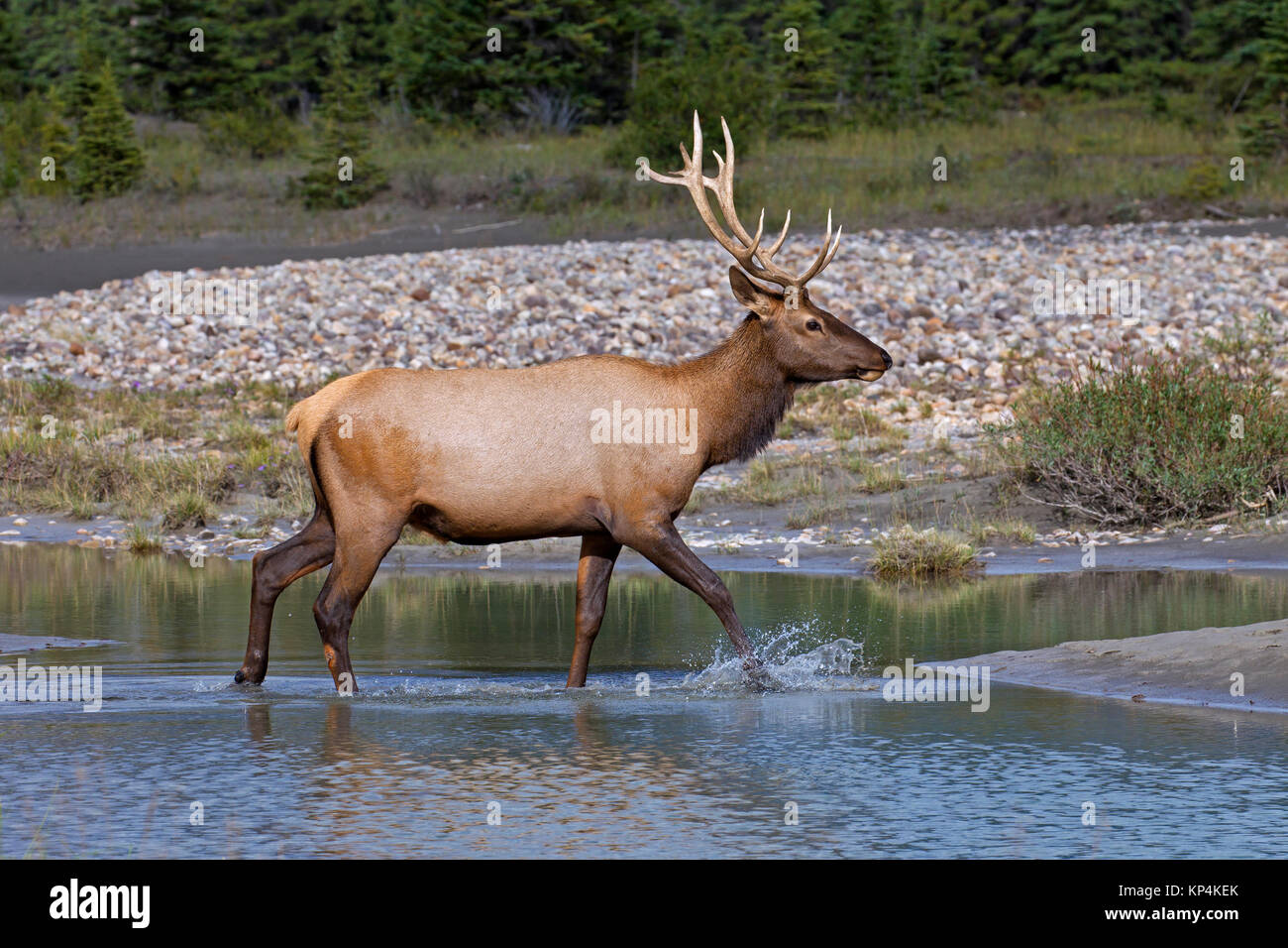 Elk/Wapiti (Cervus canadensis) Stier Fluß im Sommer, Jasper National Park, Alberta, Kanada Stockfoto