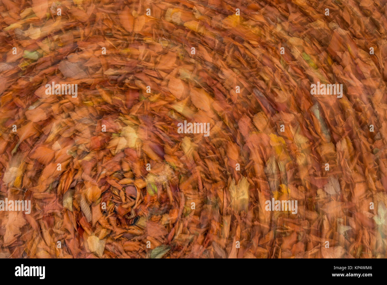 Herbst Blätter runde Entgraten Stockfoto