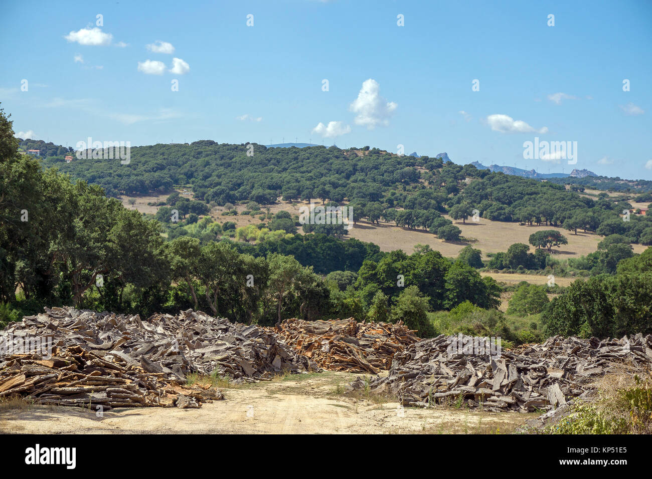 Krusten der Korkeiche (Quercus suber), Olbia-Tempio, Gallura, Sardinien, Italien, Mittelmeer, Europa Stockfoto
