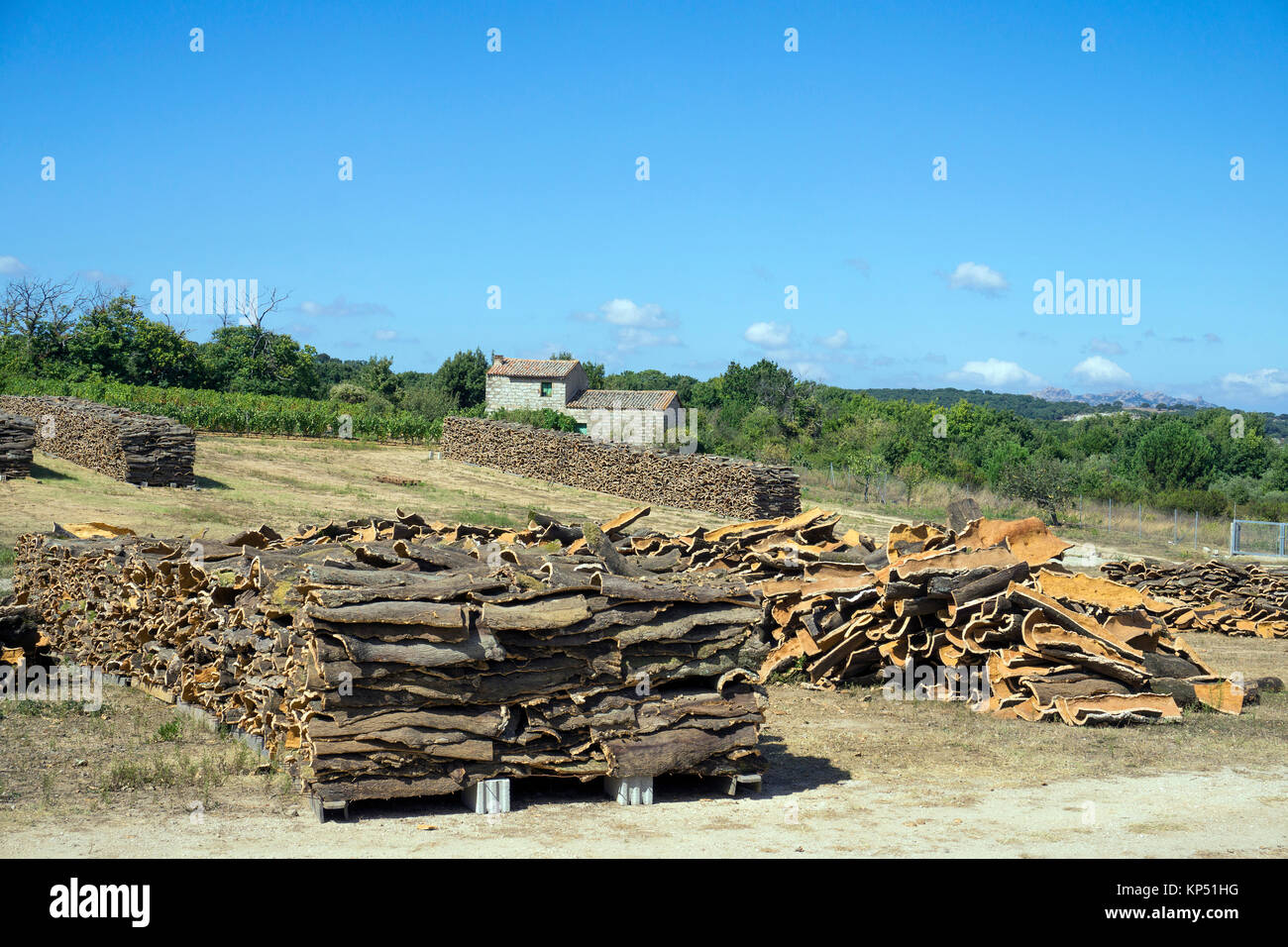 Gestapelte Kruste der Korkeiche (Quercus suber), Olbia-Tempio, Gallura, Sardinien, Italien, Mittelmeer, Europa Stockfoto