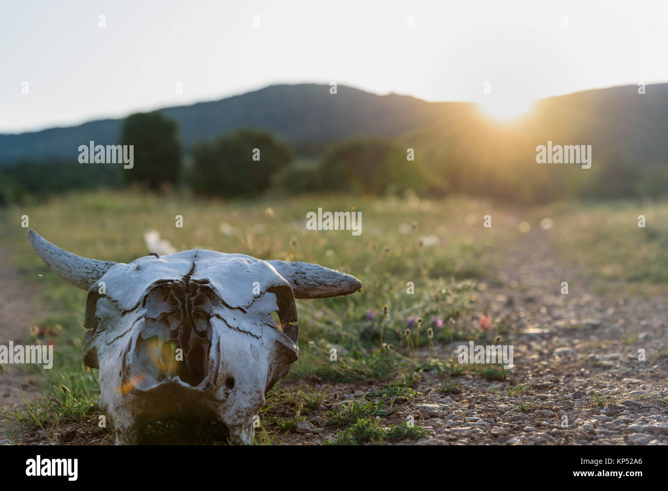 Kuh Schädel bei Sonnenuntergang Hintergrund Stockfoto